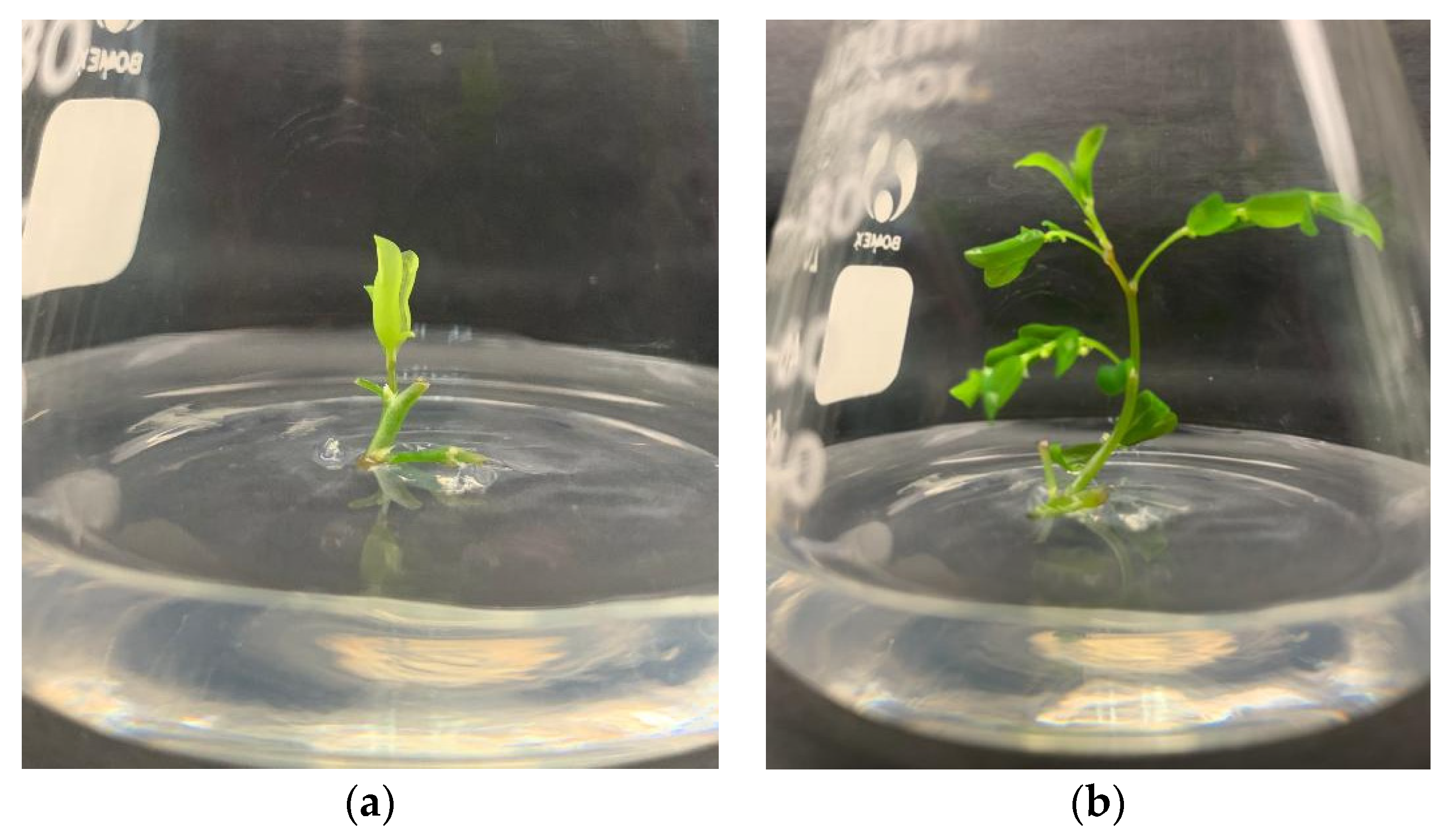 Plants 10 02141 g001