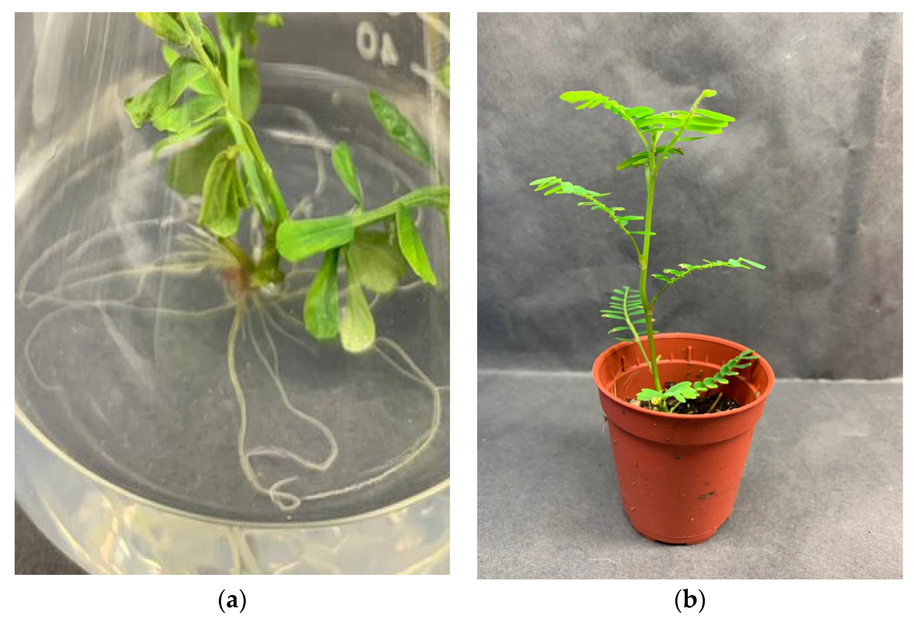 Plants 10 02141 g002