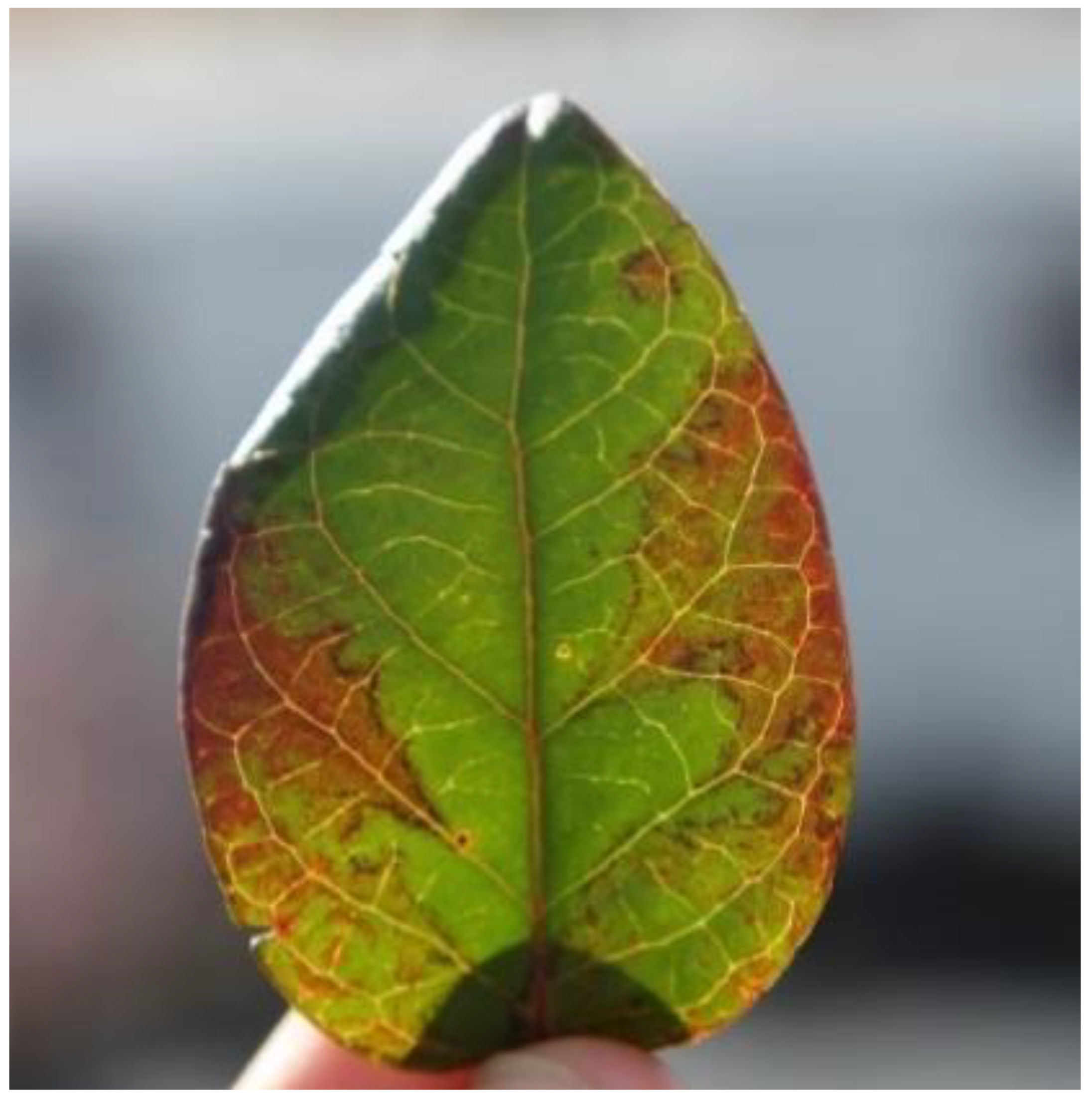 Plants 10 02172 g002