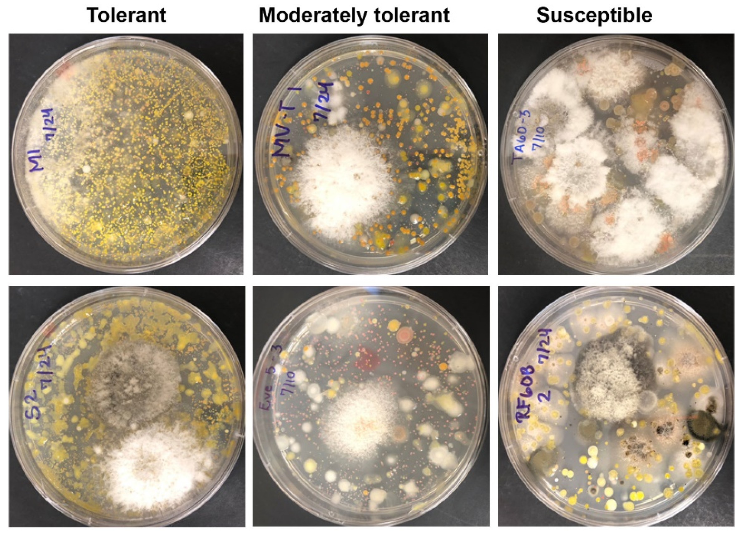 Plants 10 02244 g002