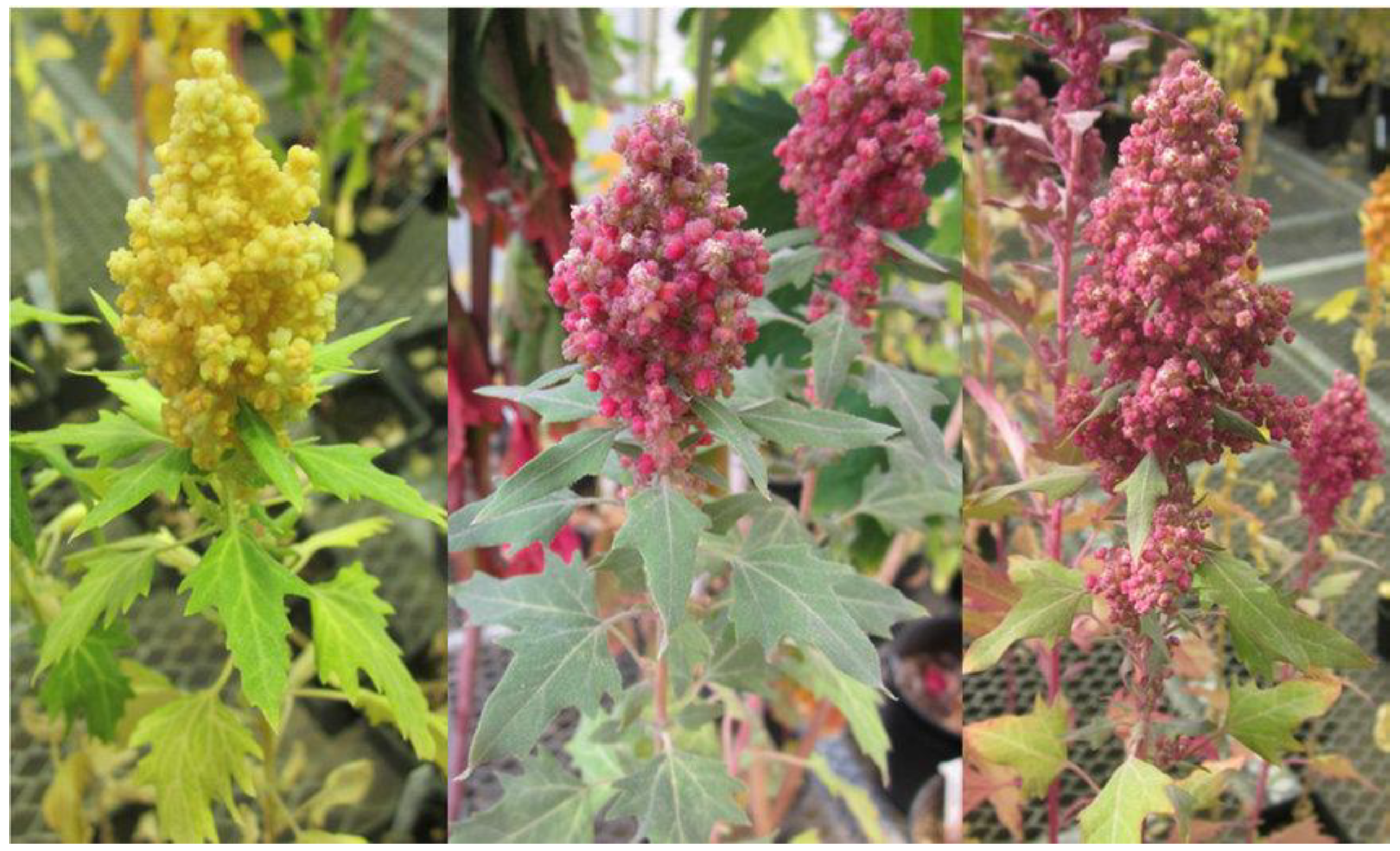 Plants 10 02258 g001