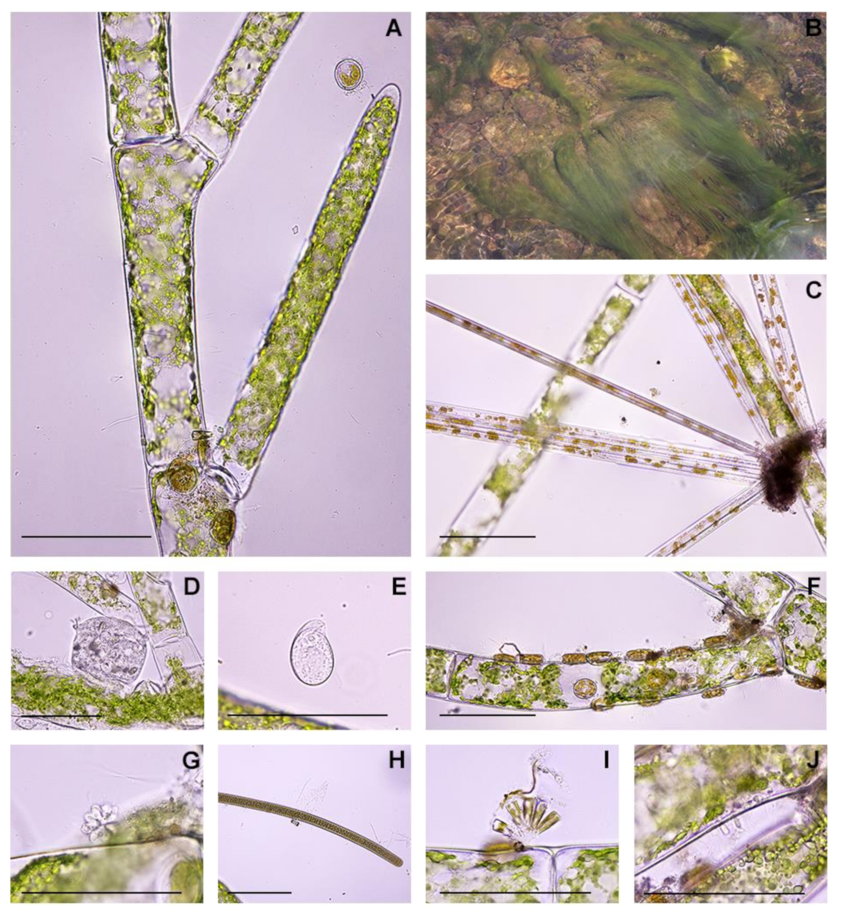 Plants 10 02266 g002