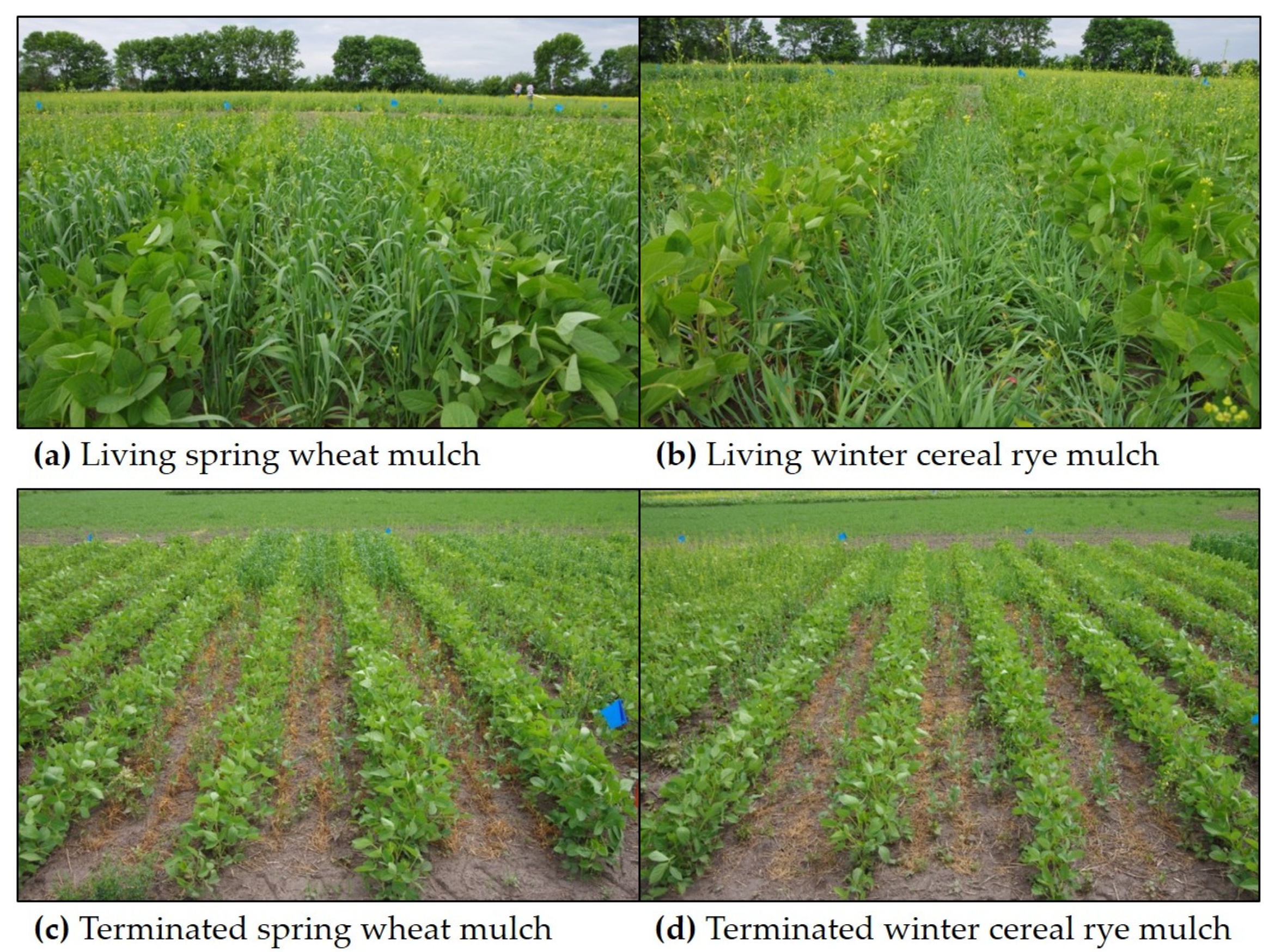 Plants 10 02276 g002