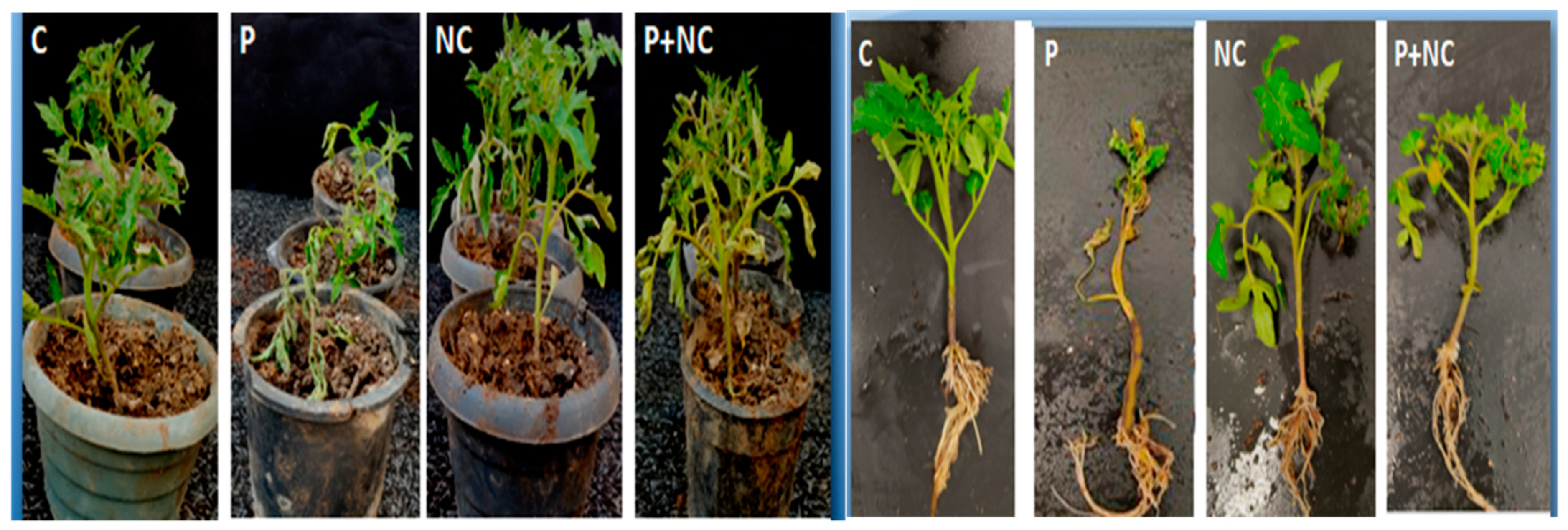 Plants 10 02283 g002 Plants 10 02283 g002