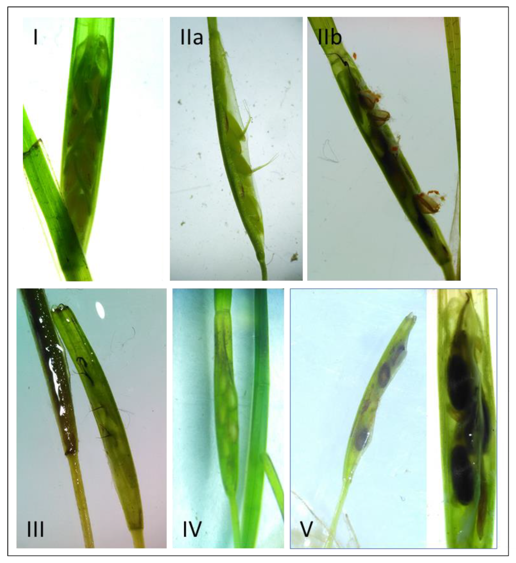 Plants 10 02286 g002