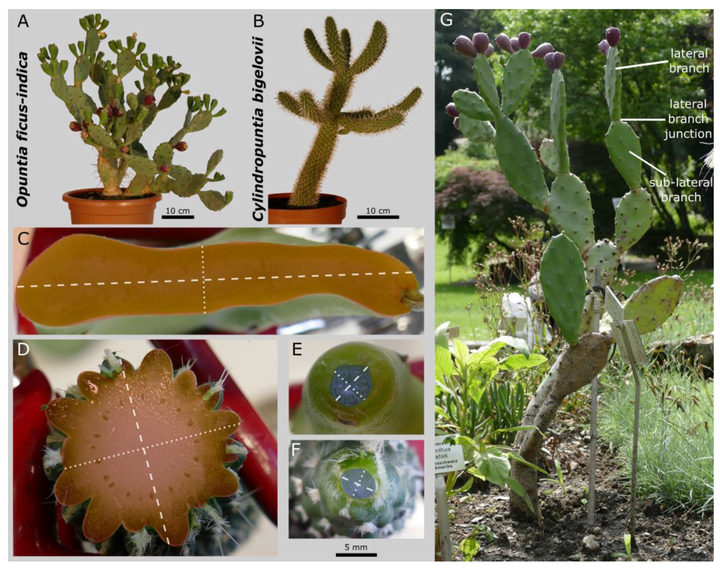 Plants 10 02313 g001