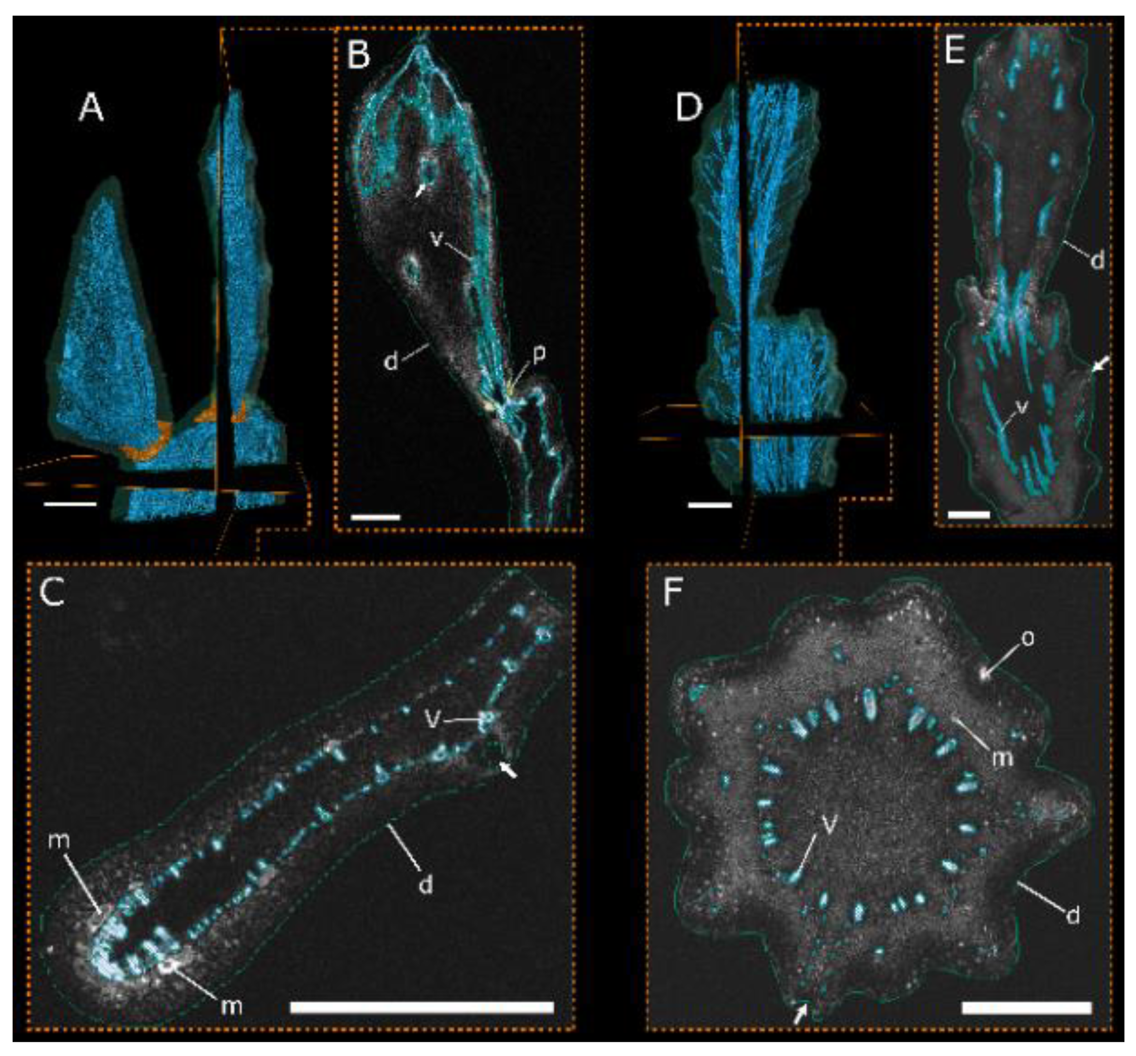 Plants 10 02313 g002