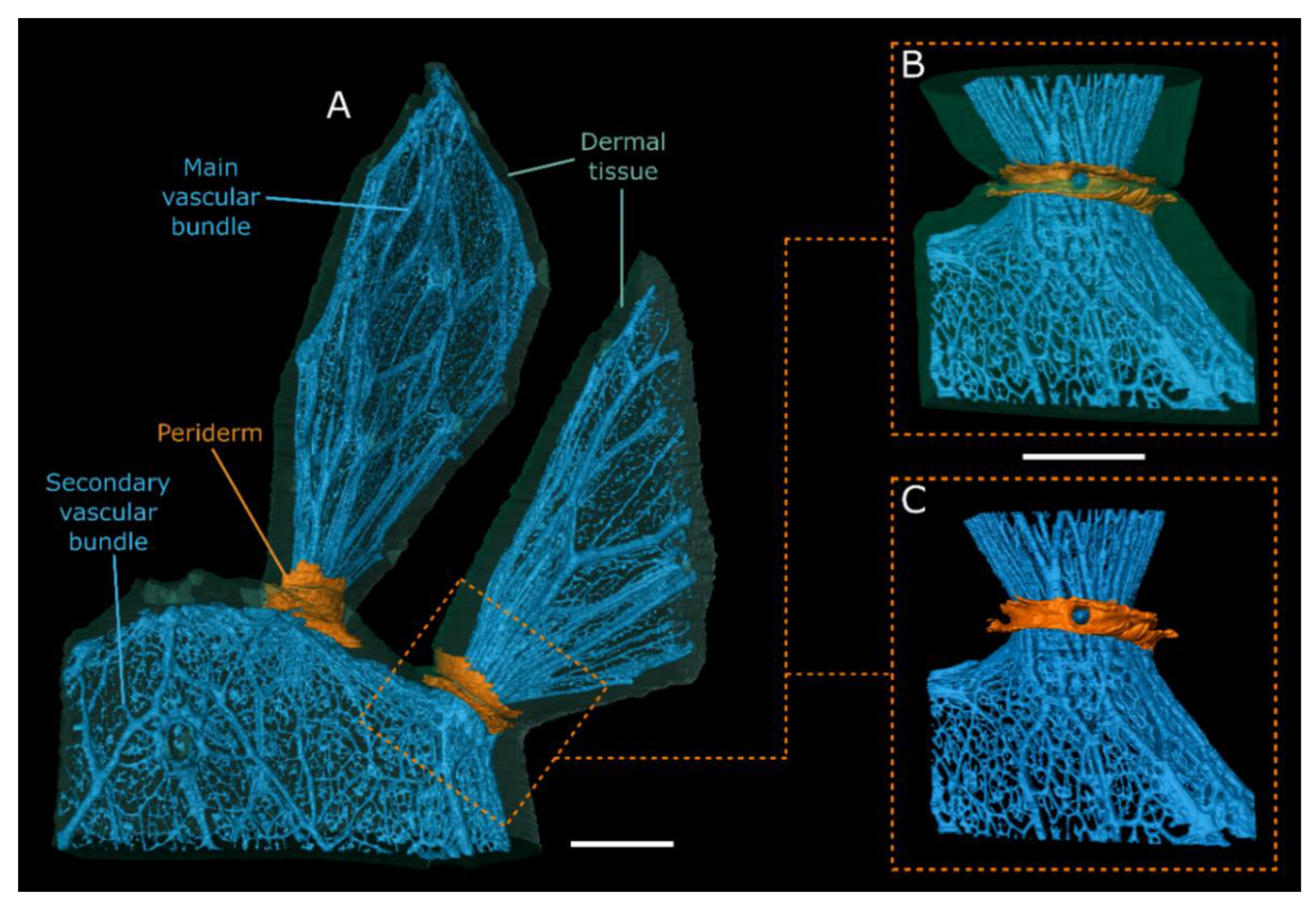 Plants 10 02313 g003