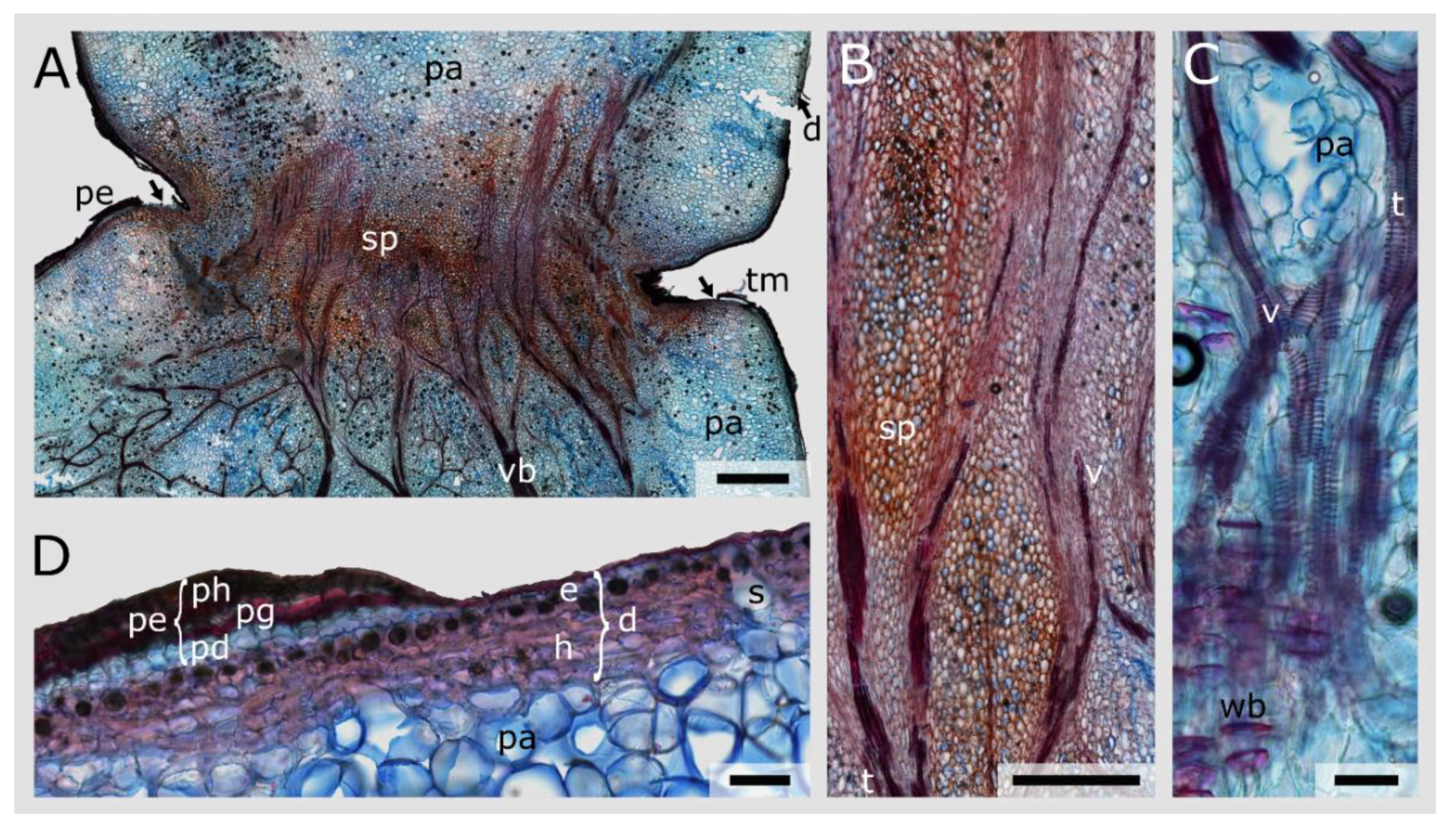 Plants 10 02313 g005