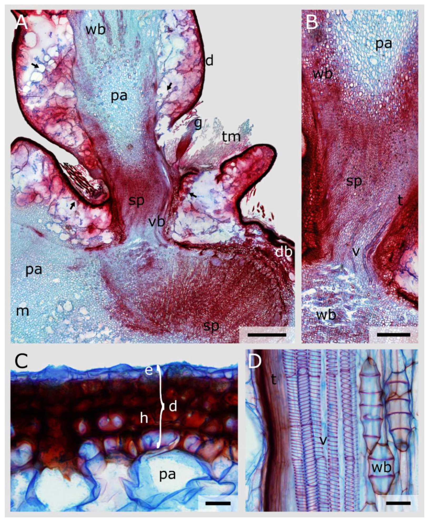 Plants 10 02313 g006