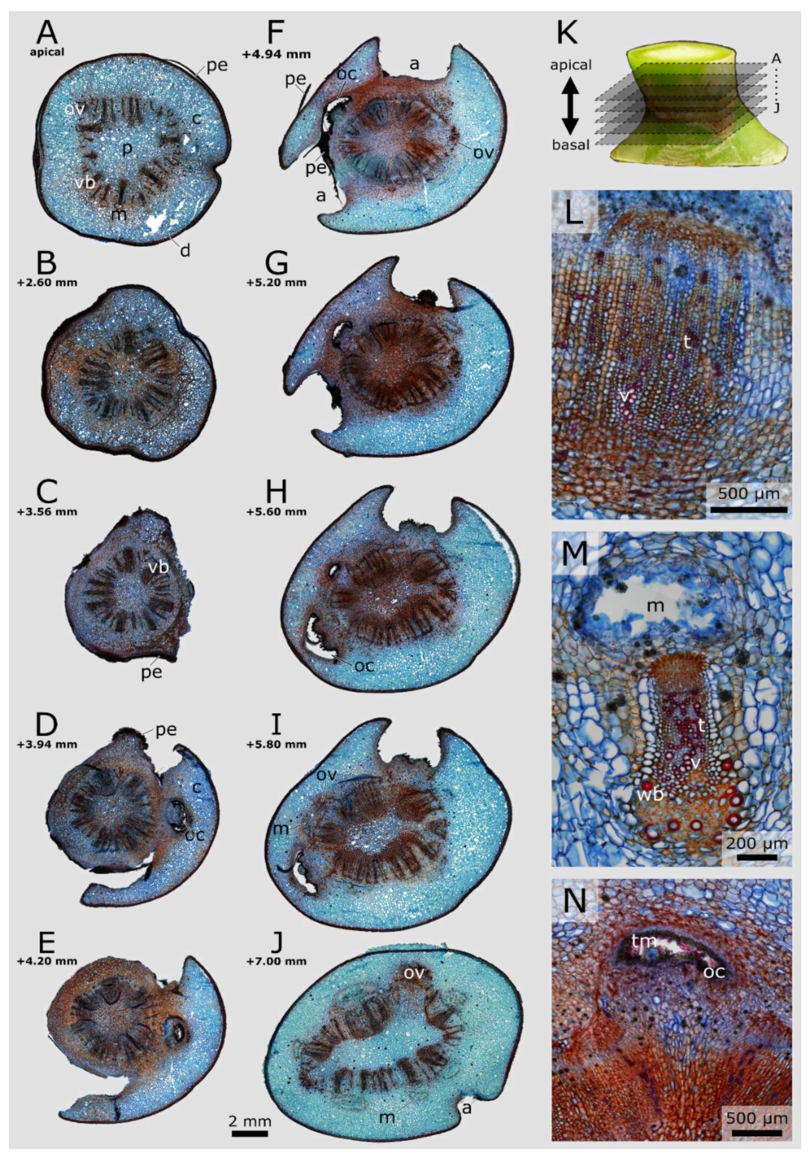 Plants 10 02313 g007