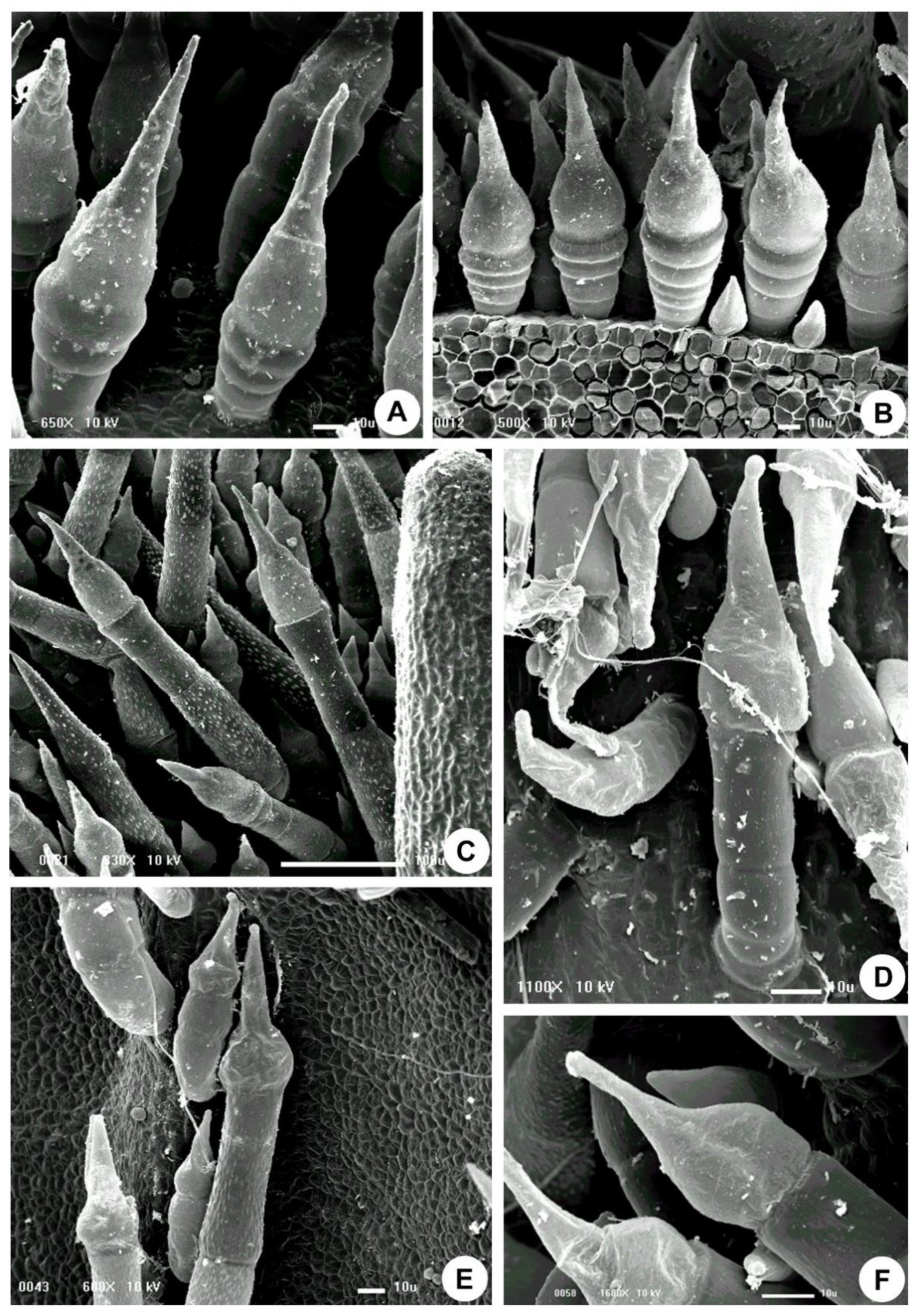 Plants 10 02324 g001