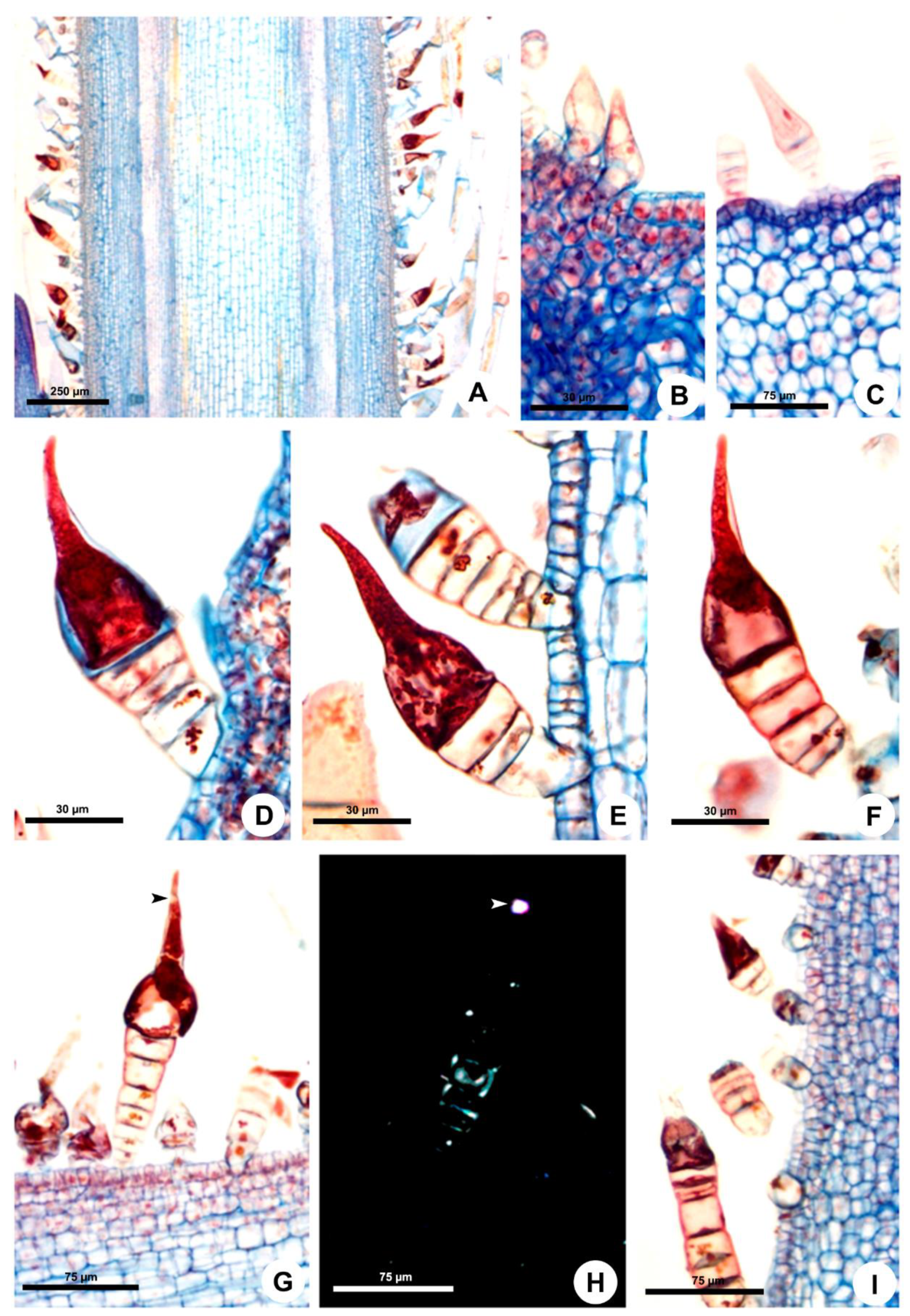 Plants 10 02324 g002