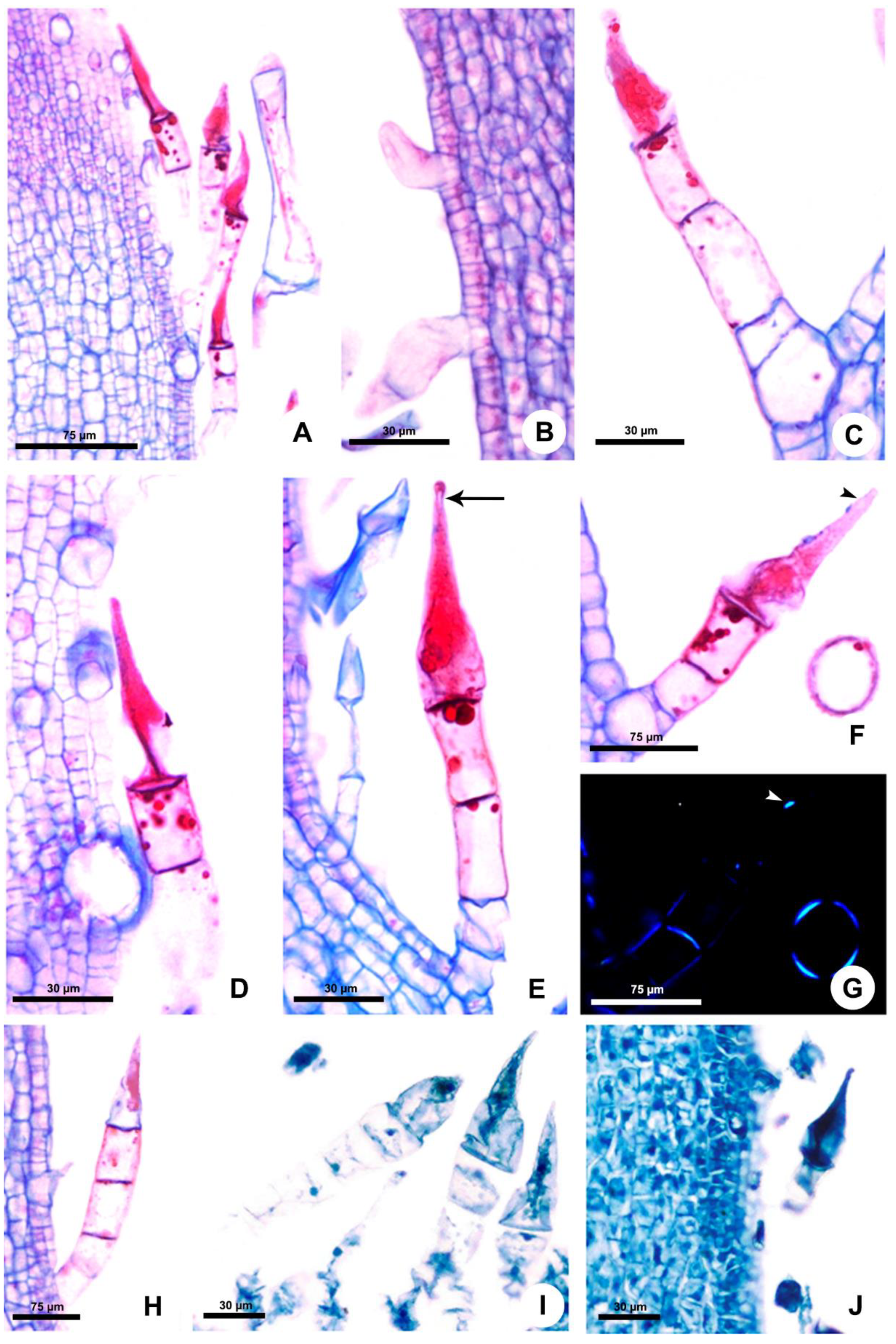Plants 10 02324 g003