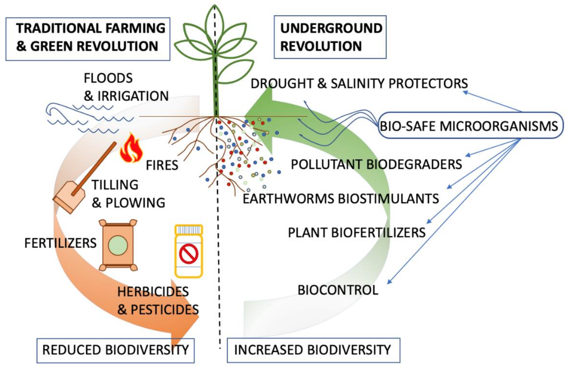 Plants 10 02325 g001