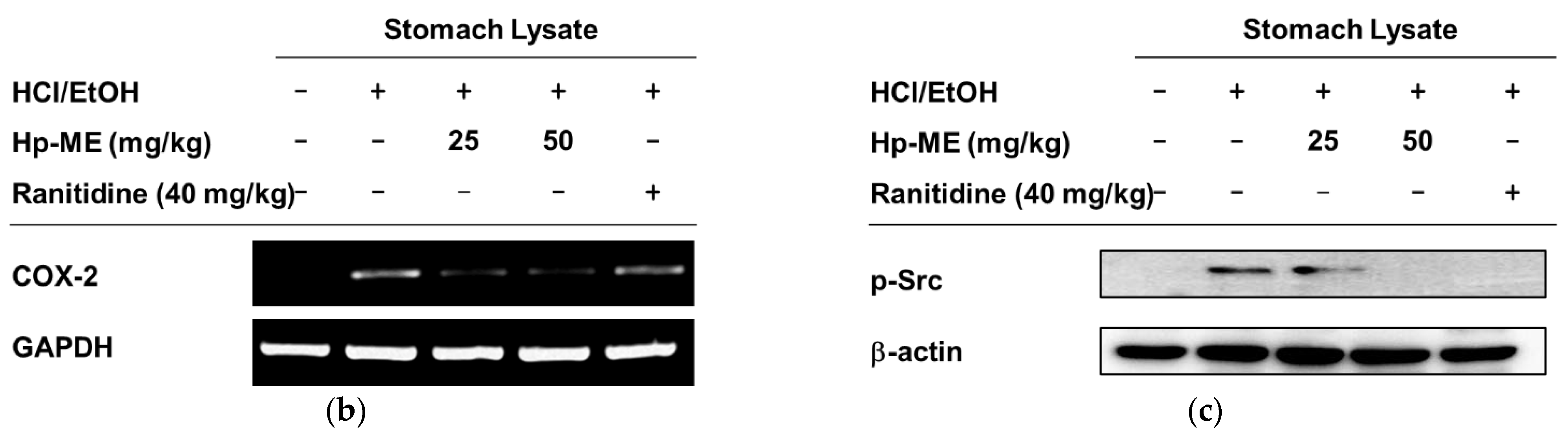 Plants 10 02335 g004b