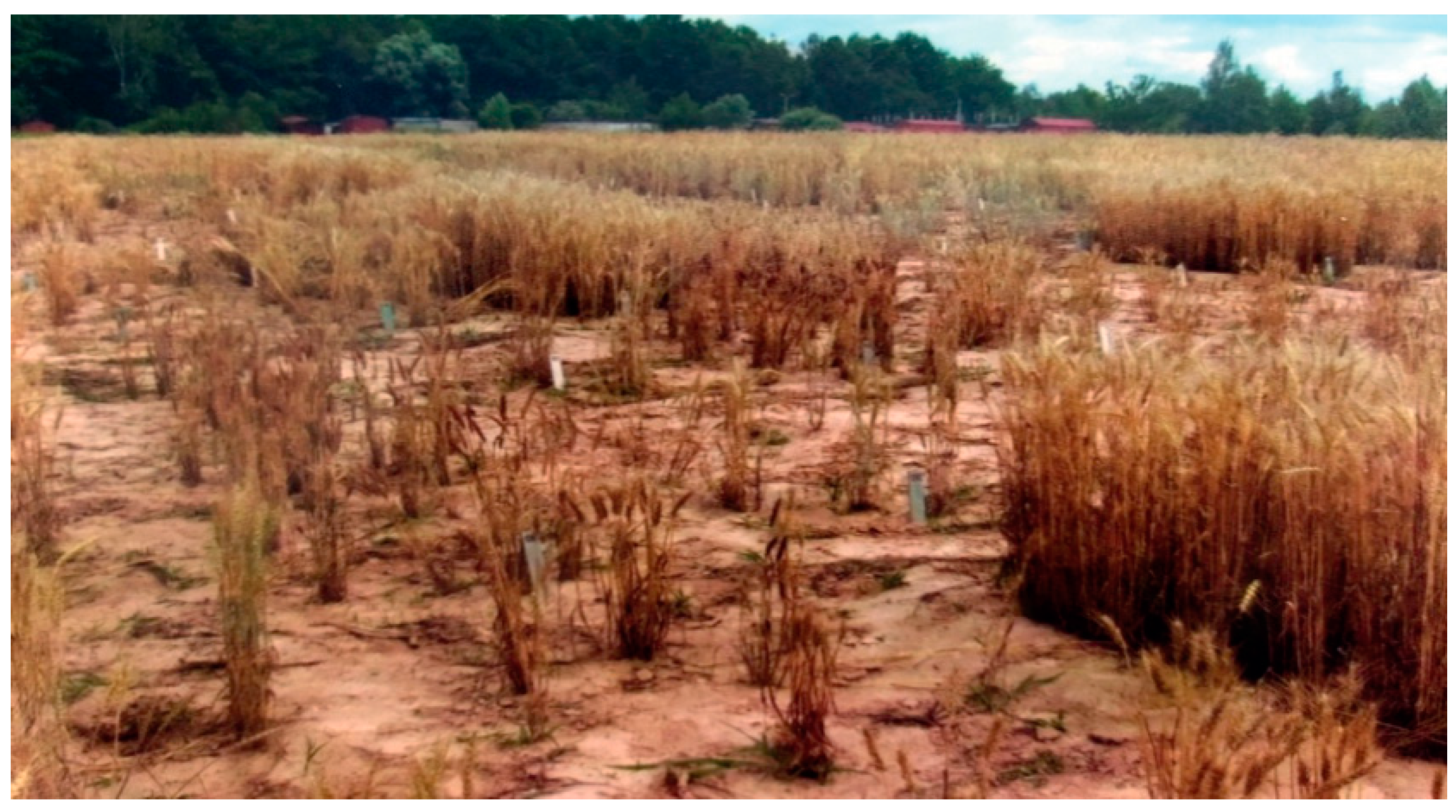 Plants 10 02337 g001