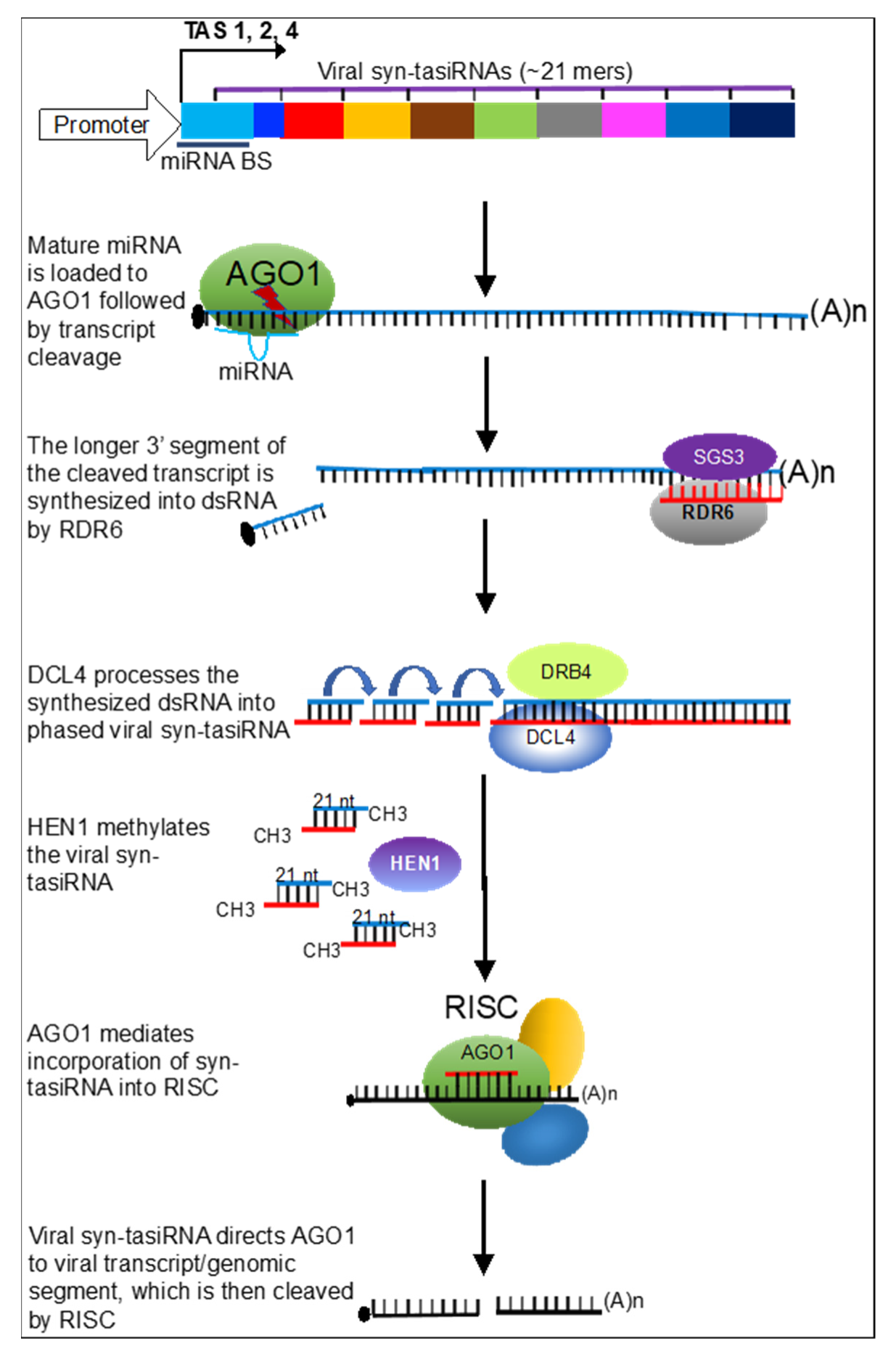 Plants 10 02339 g001