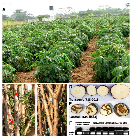 Plants 10 02339 g003