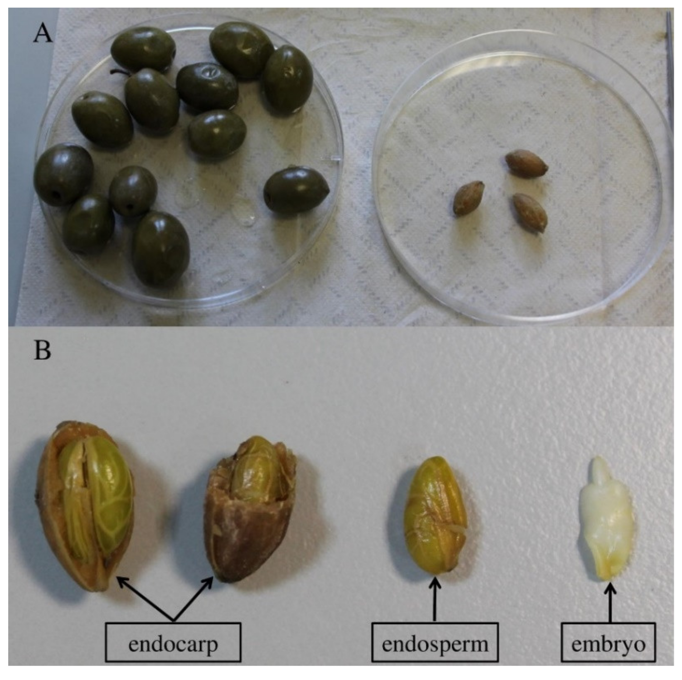 Plants 10 02356 g002