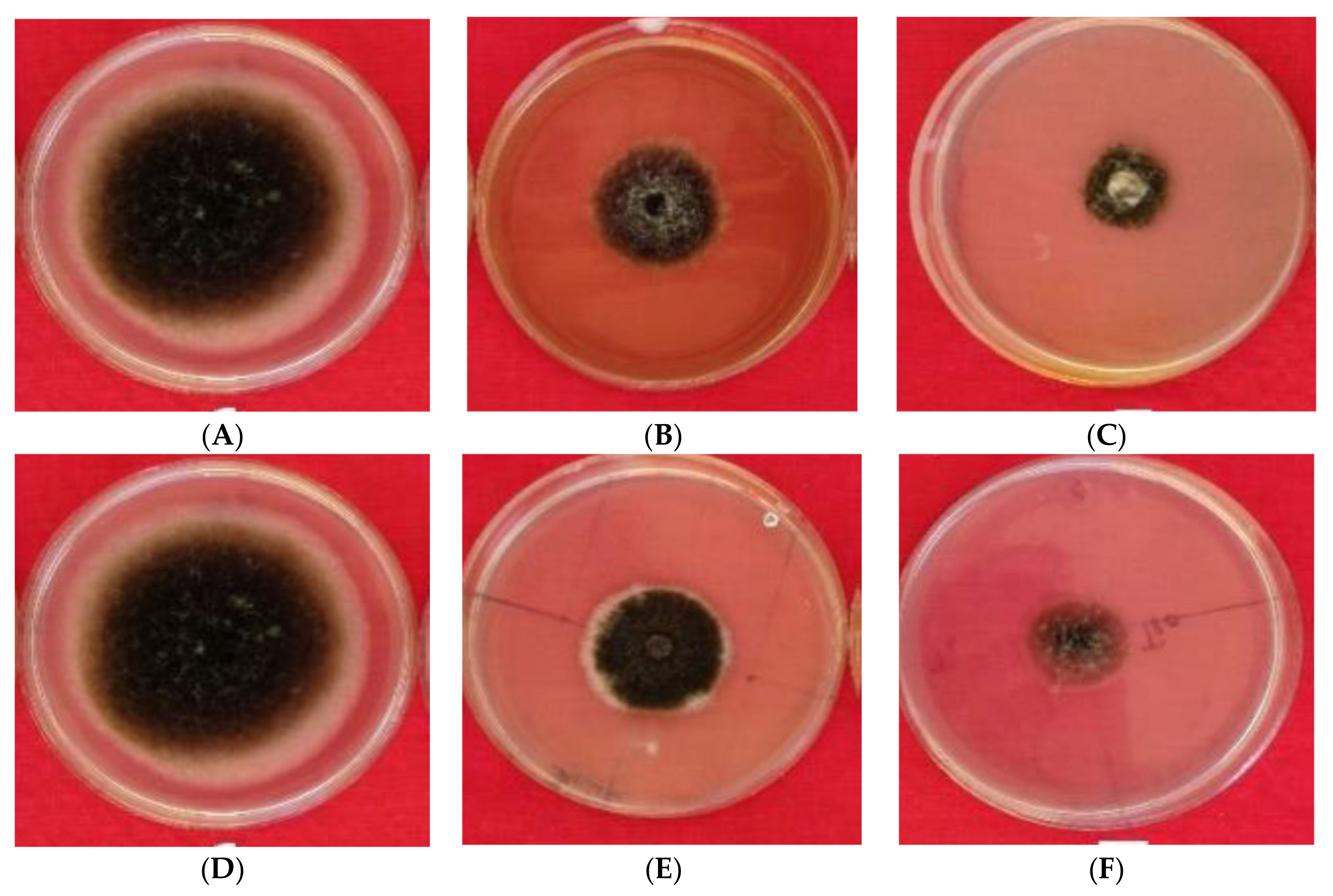 Plants 10 02363 g010