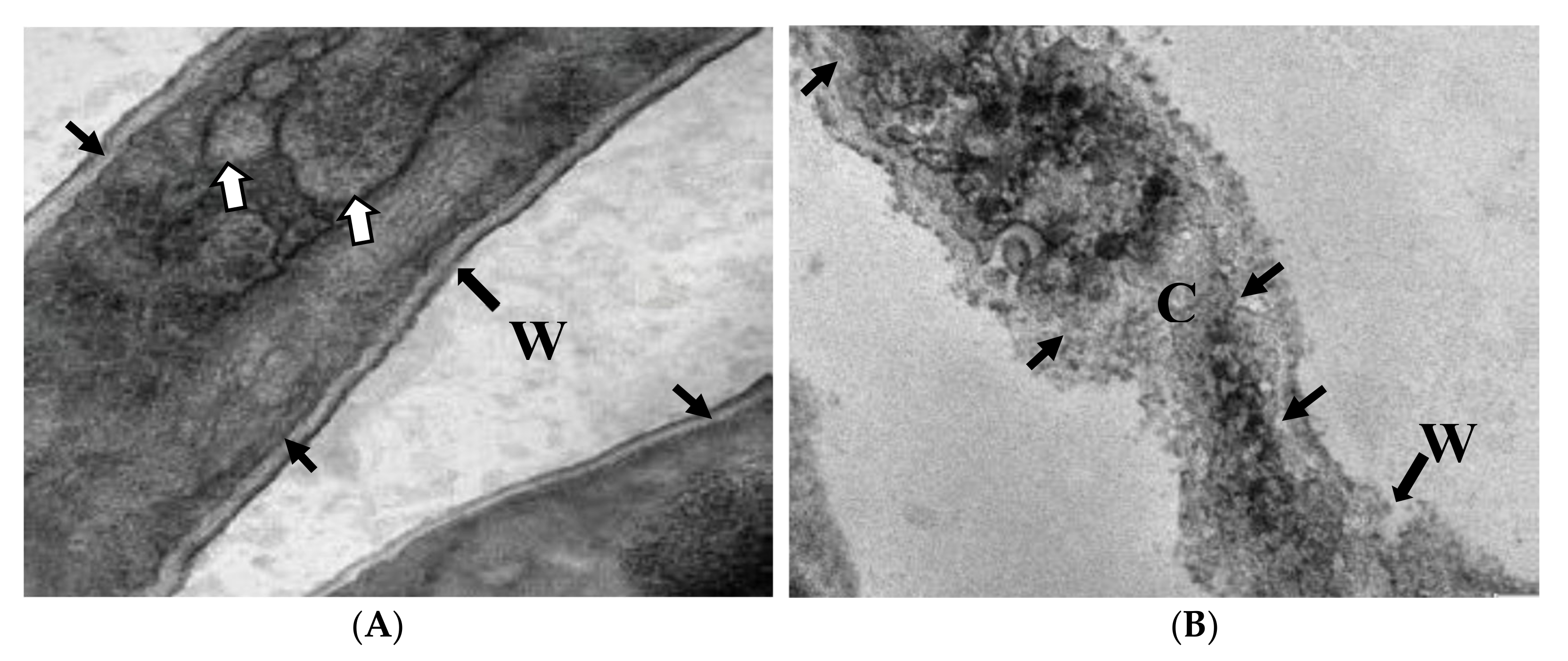 Plants 10 02363 g013