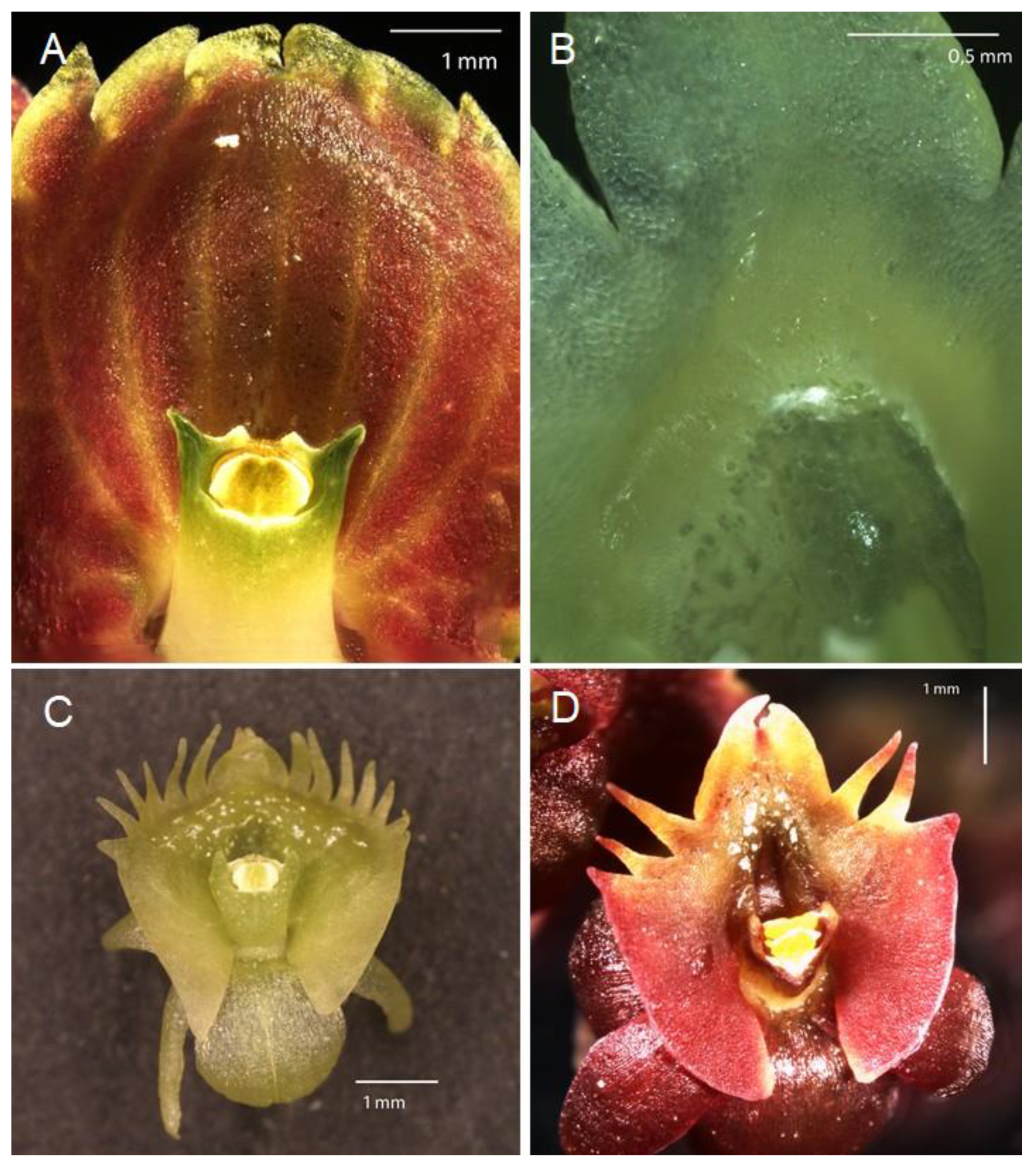 Plants 10 02373 g003