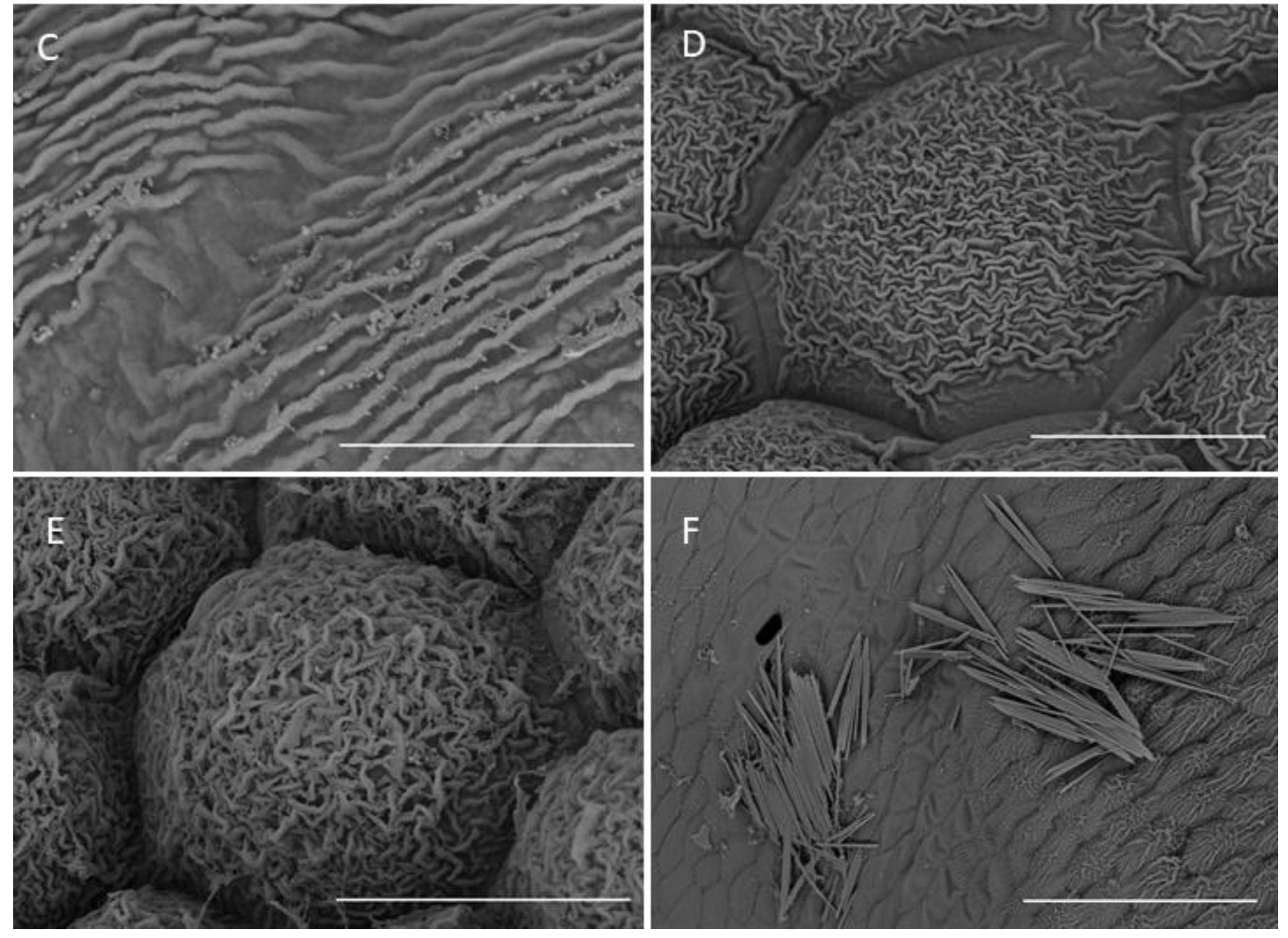 Plants 10 02373 g006b