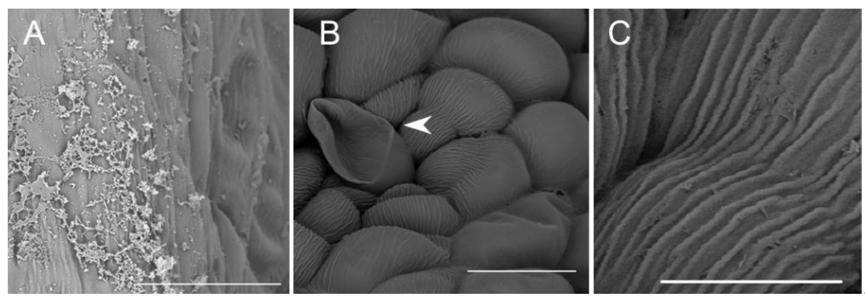 Plants 10 02373 g008