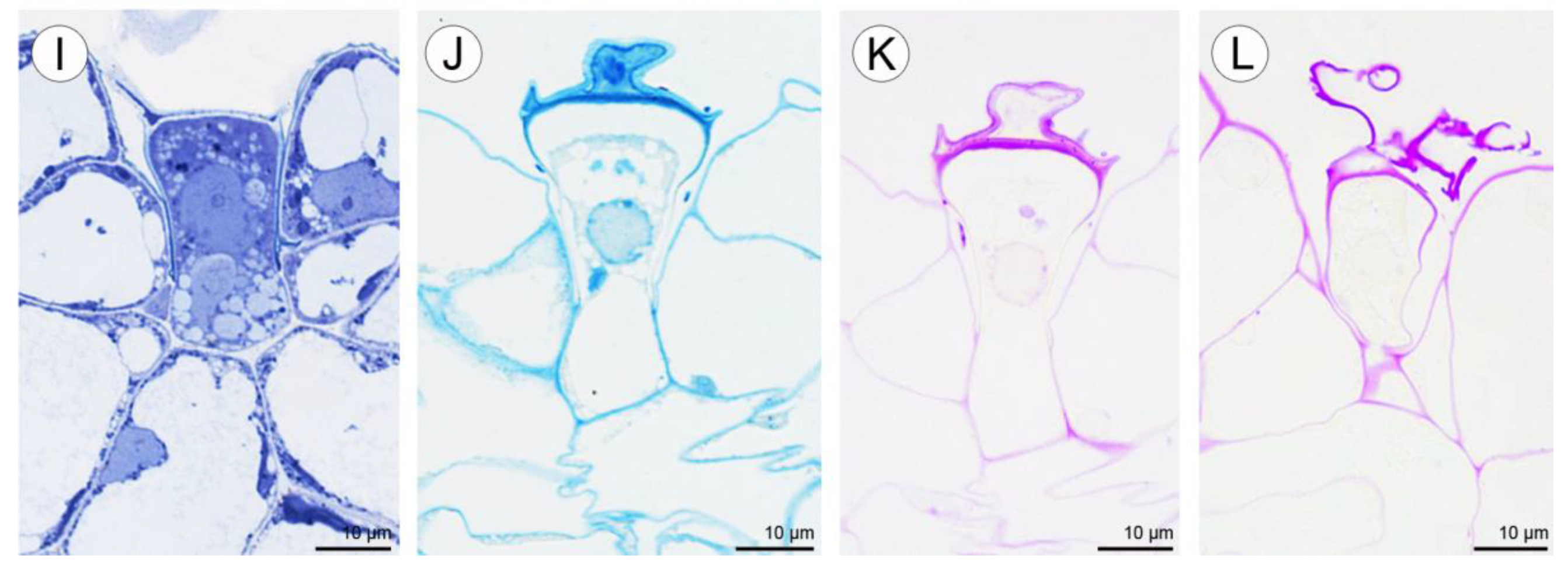 Plants 10 02373 g009b