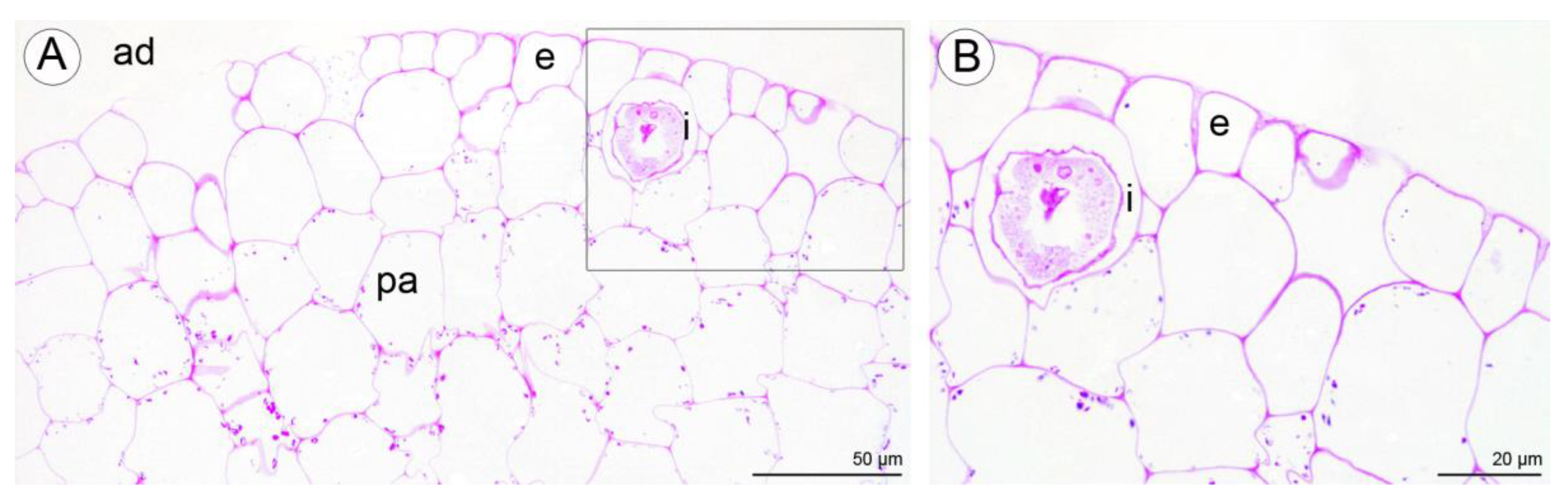 Plants 10 02373 g011
