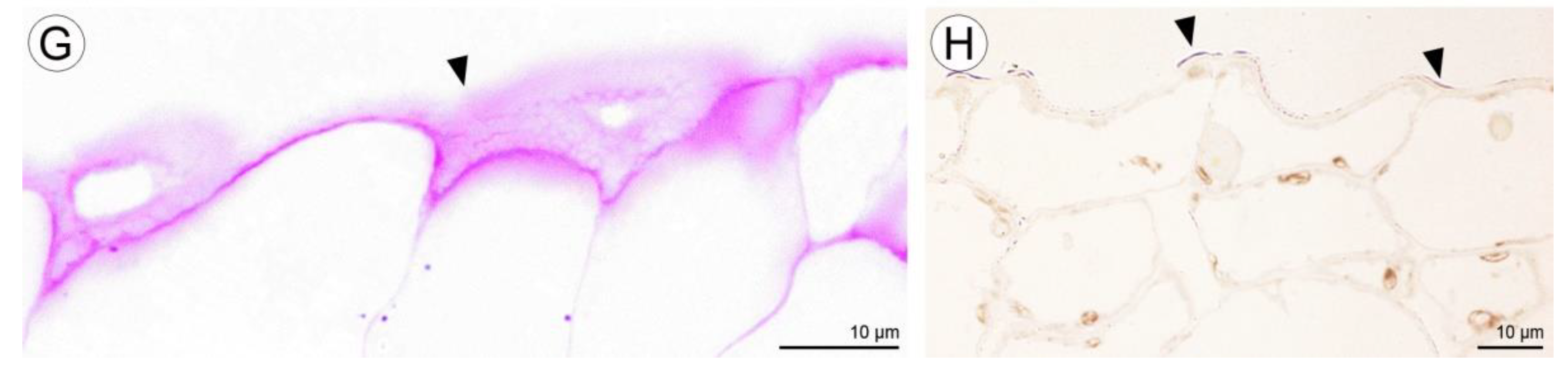 Plants 10 02373 g012b