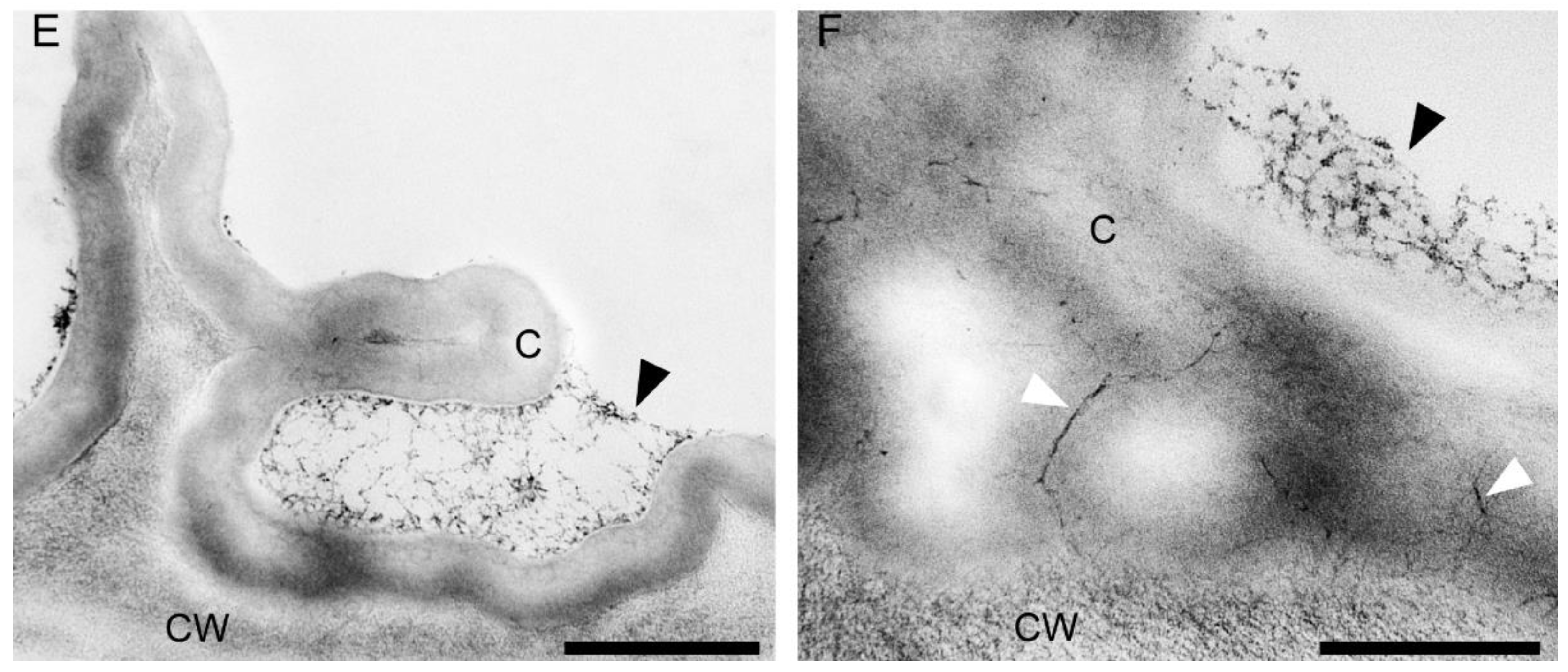 Plants 10 02373 g015b