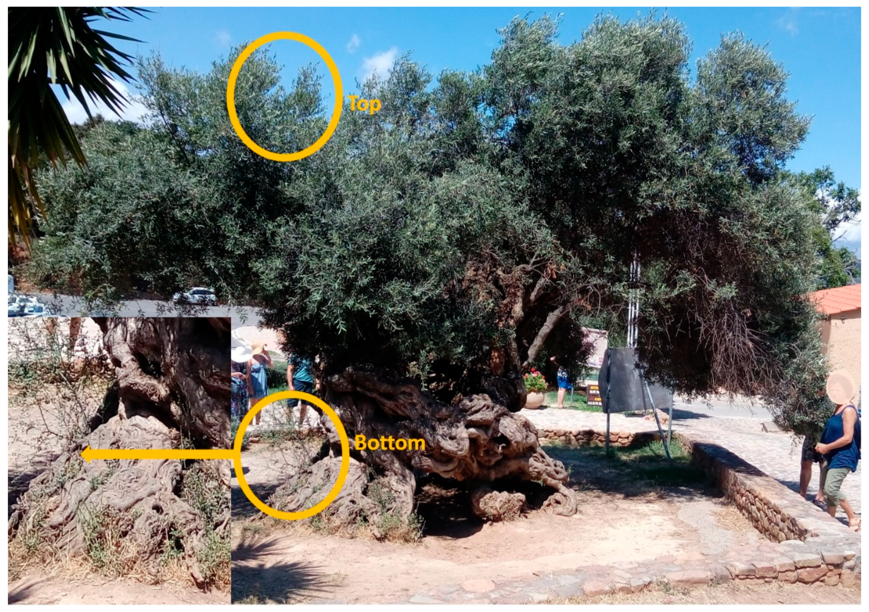 Plants 10 02374 g001