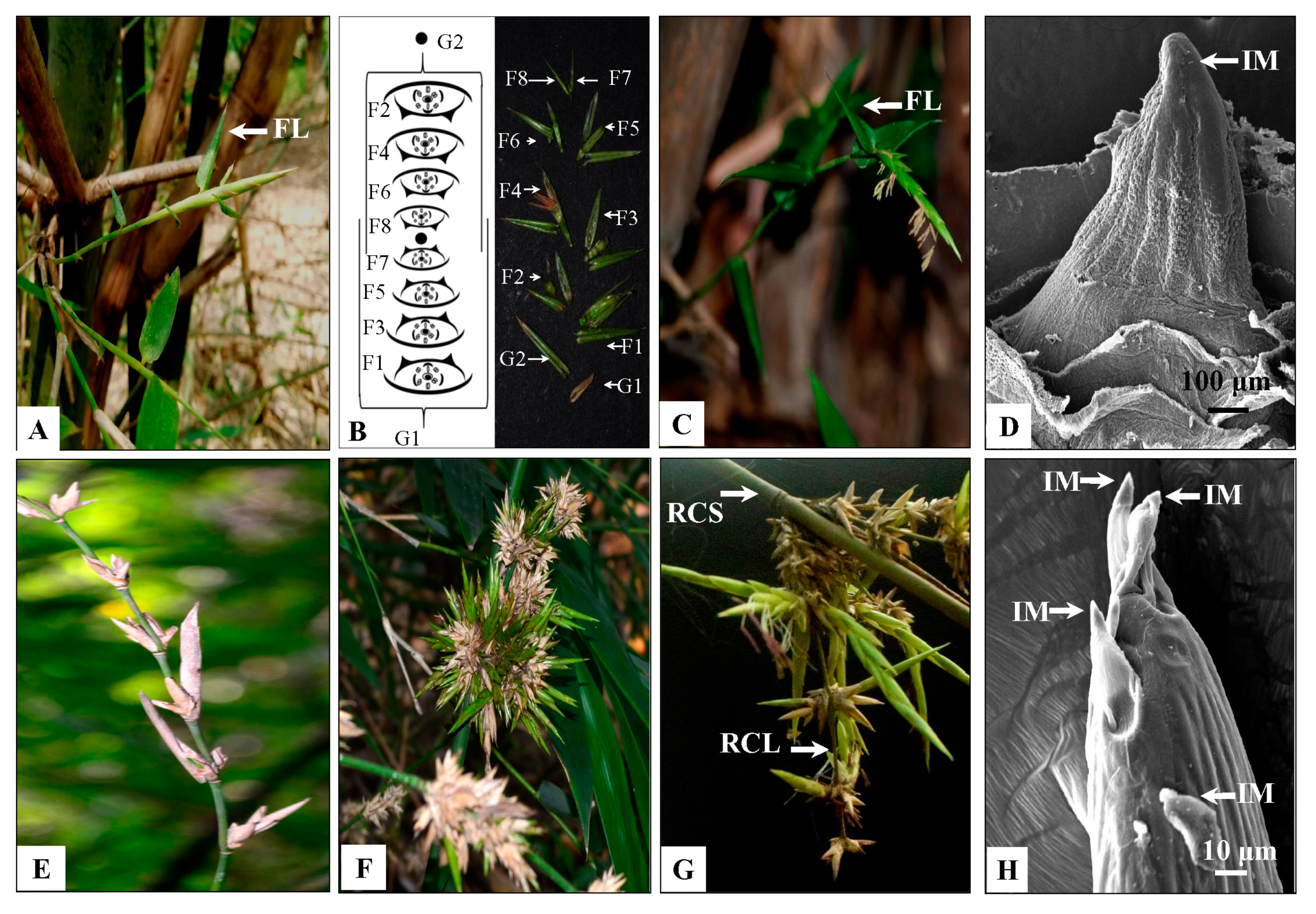Plants 10 02375 g003