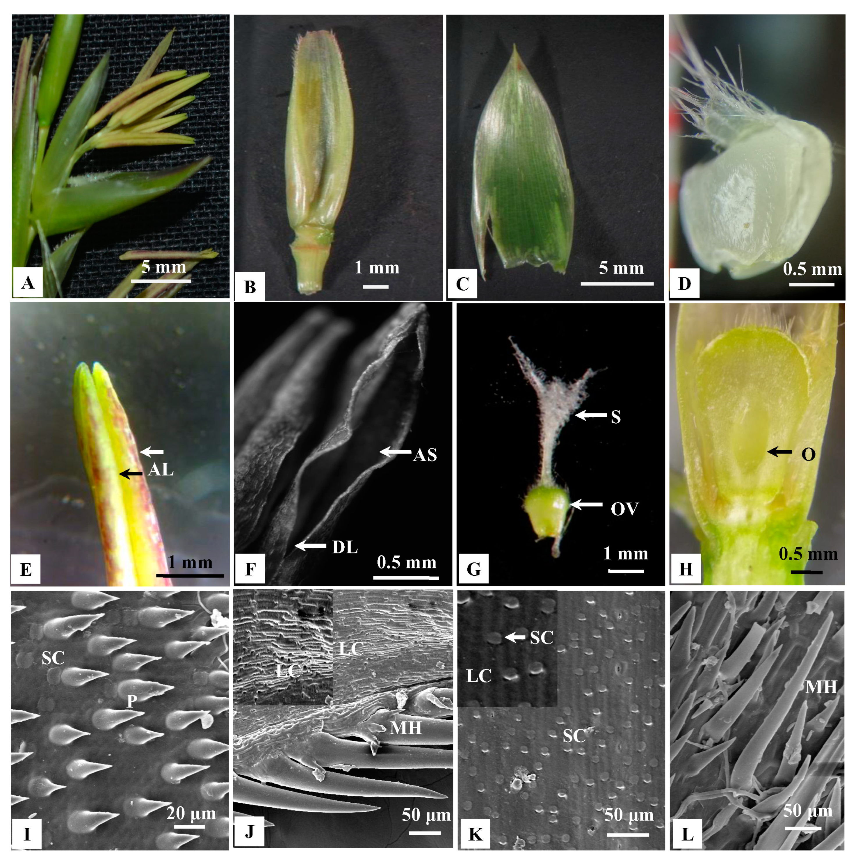 Plants 10 02375 g004