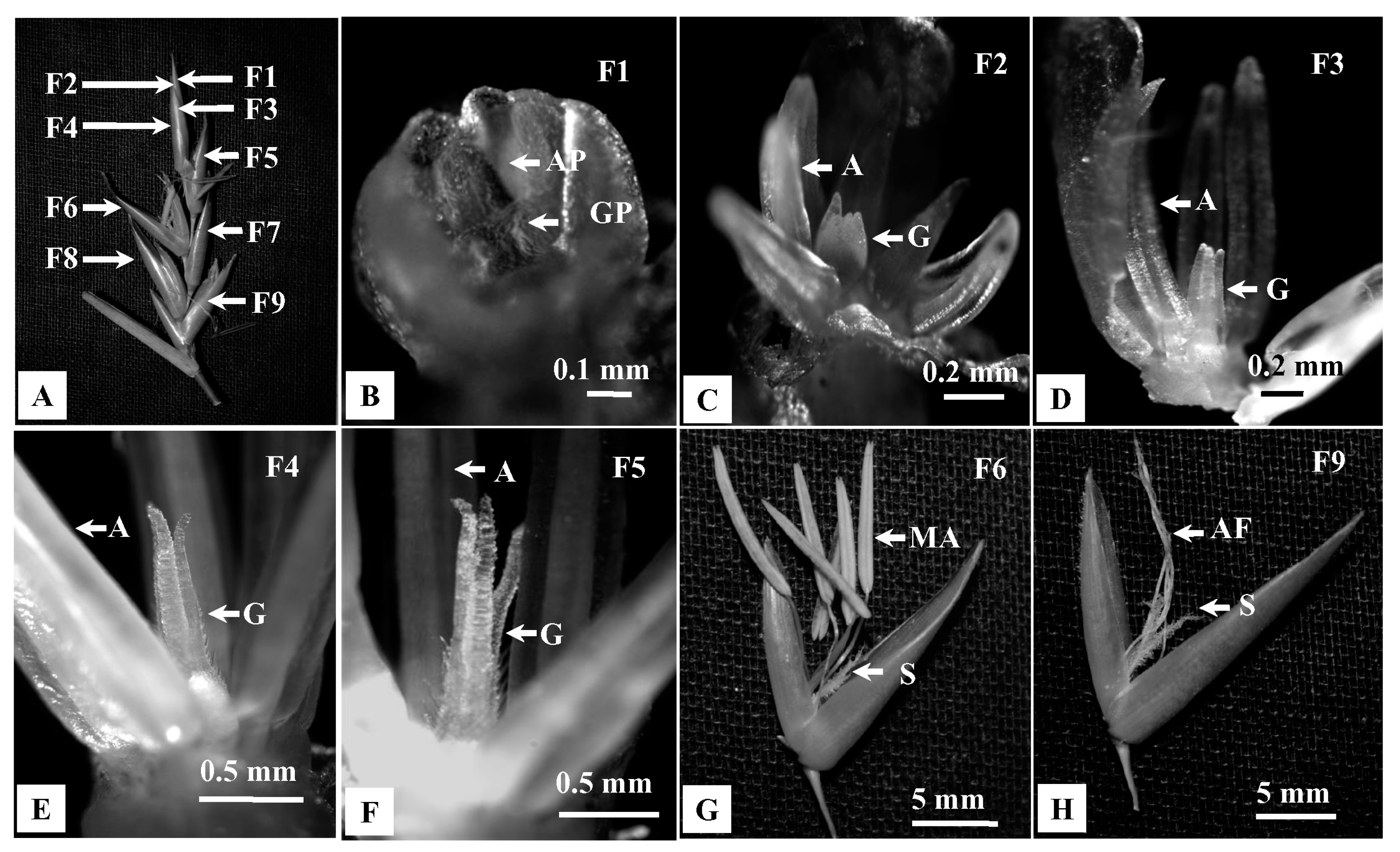 Plants 10 02375 g005