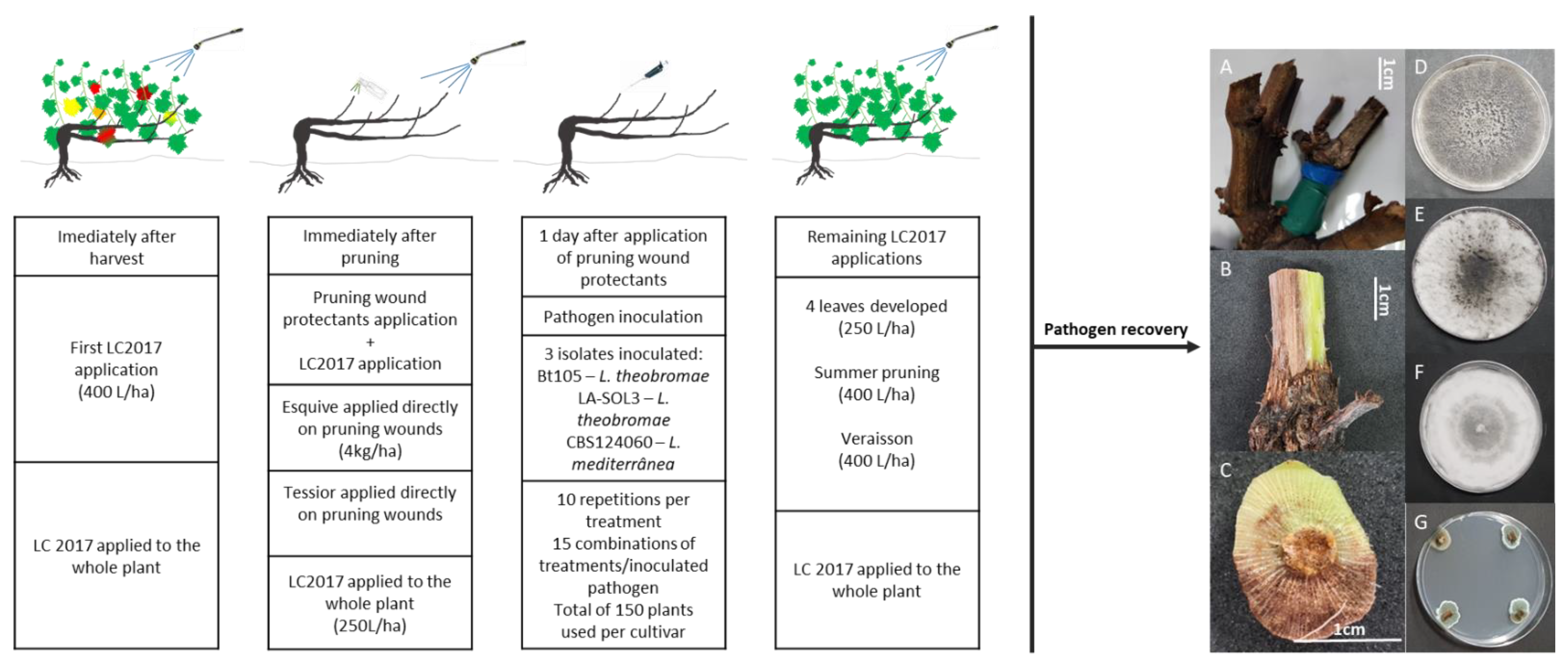 Plants 10 02376 g005