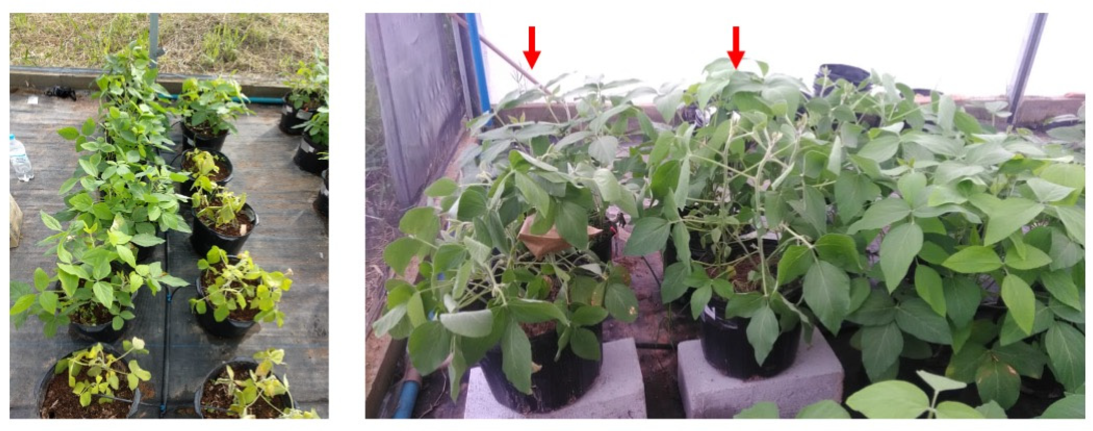 Plants 10 02381 g002