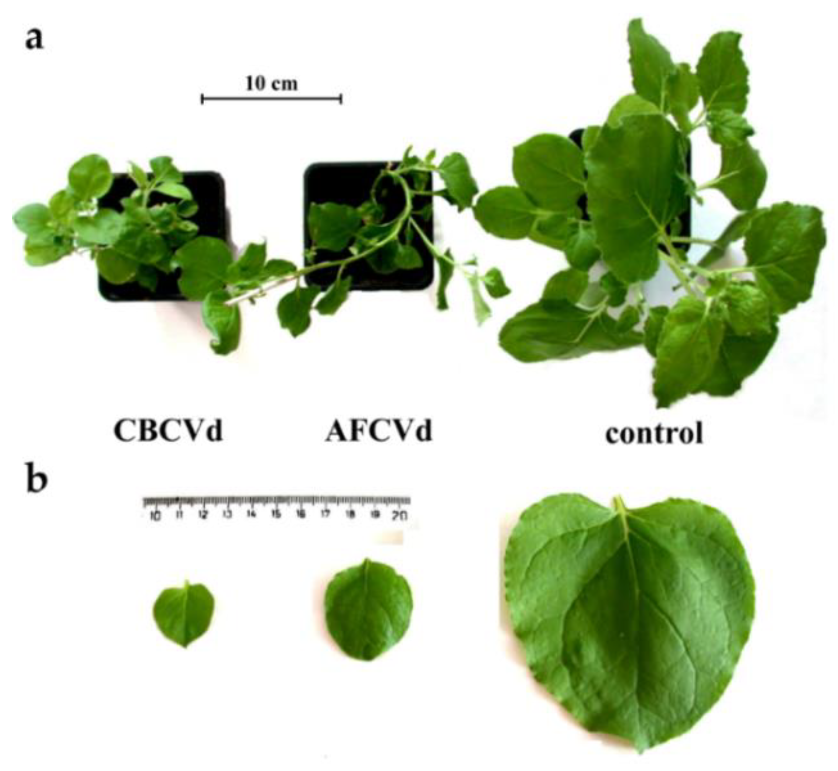 Plants 10 02398 g005 Plants 10 02398 g005