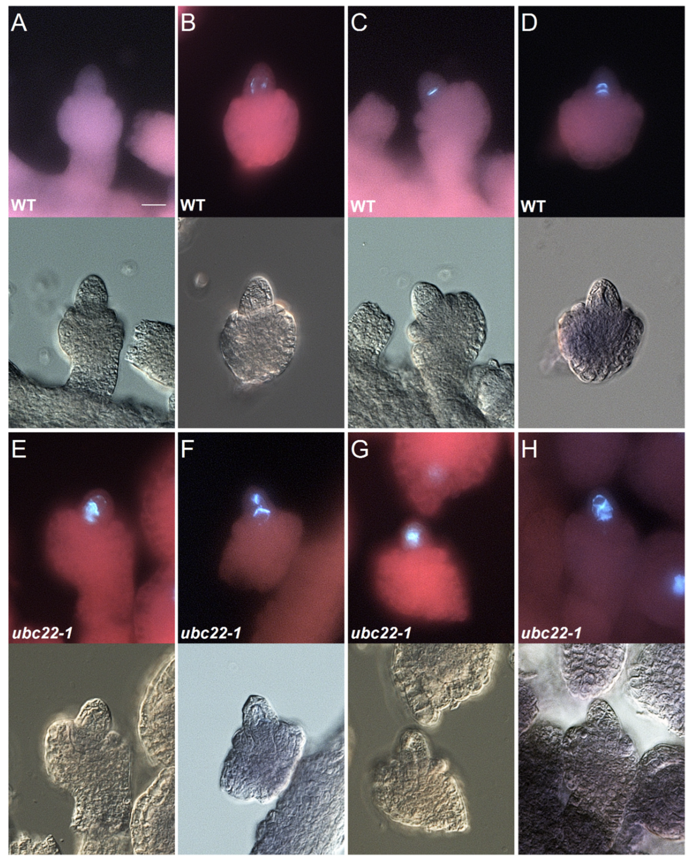 Plants 10 02418 g001