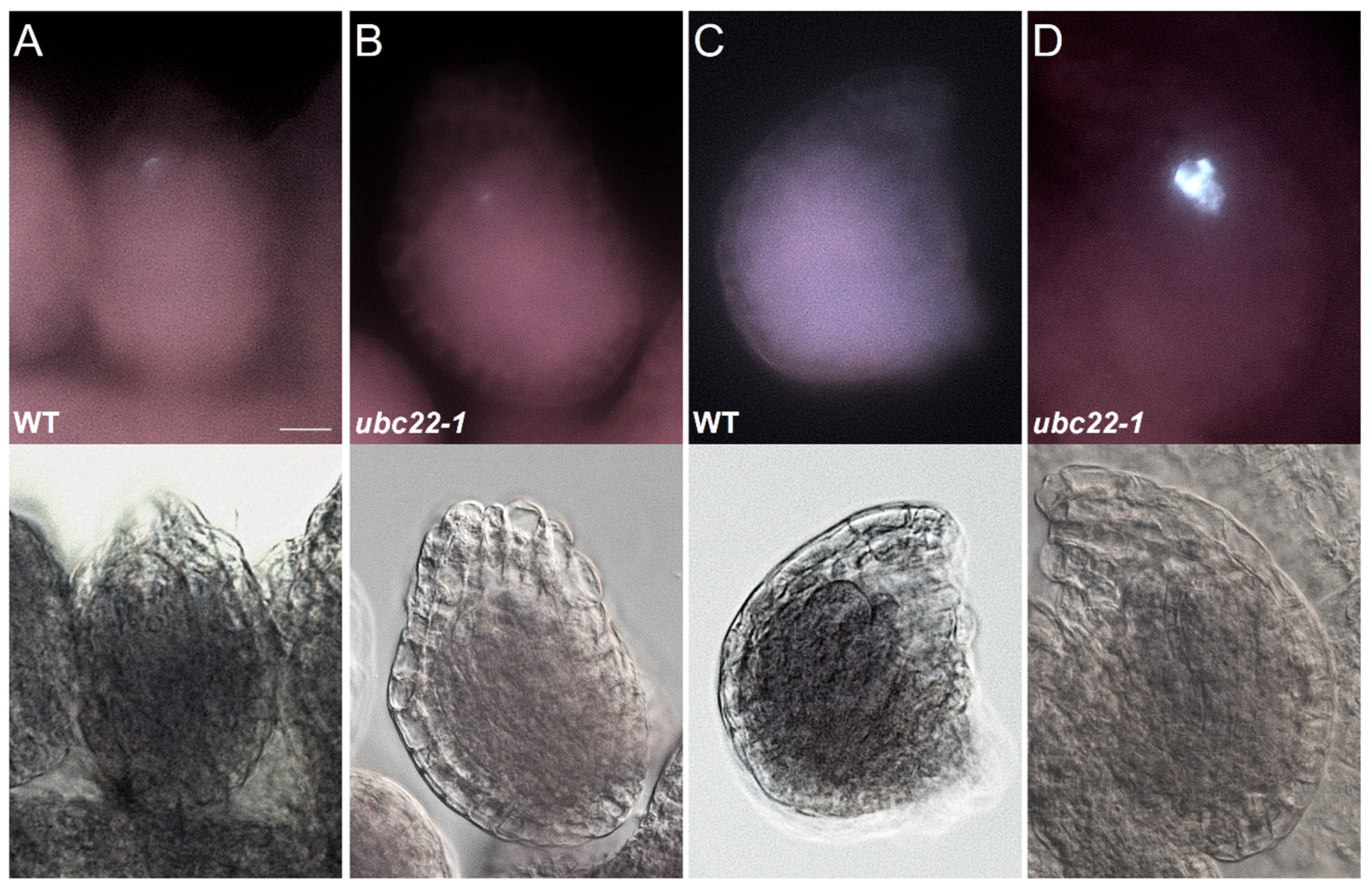 Plants 10 02418 g002