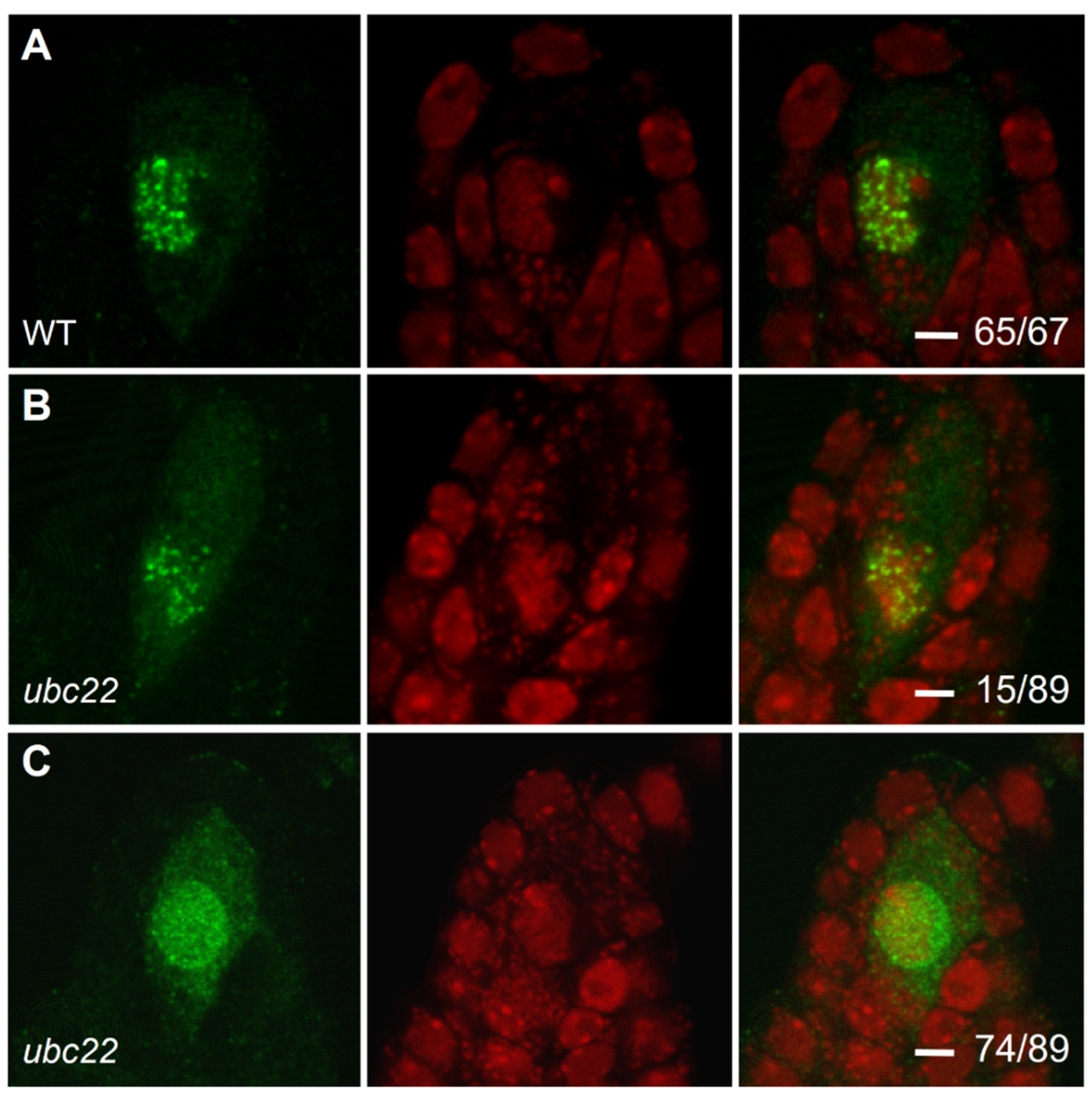 Plants 10 02418 g004