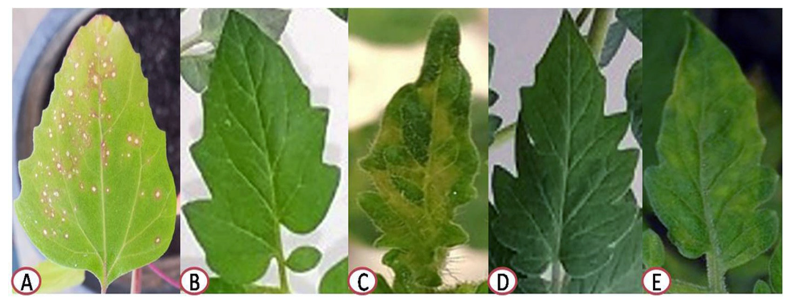 Plants 10 02435 g001