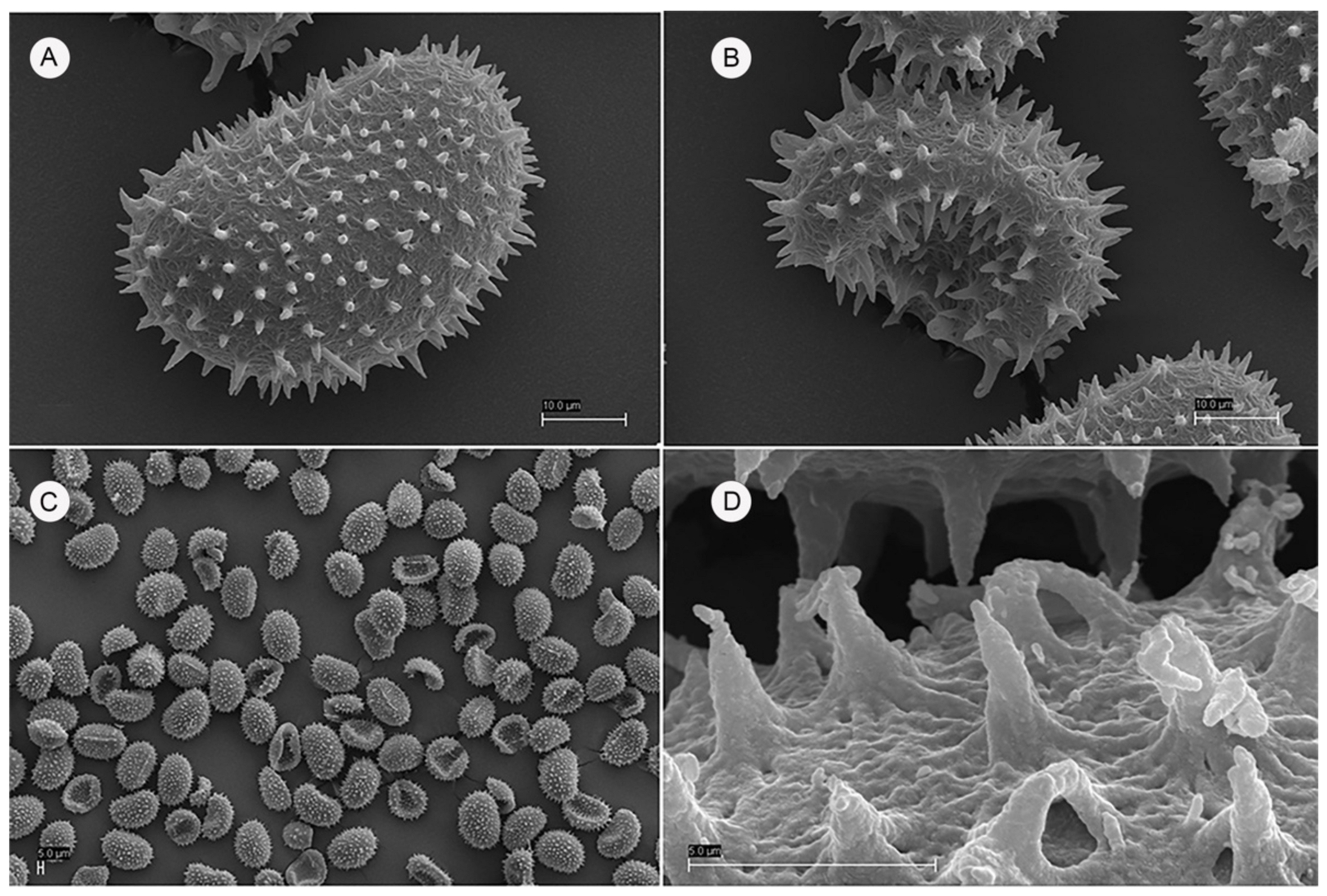 Plants 10 02448 g001