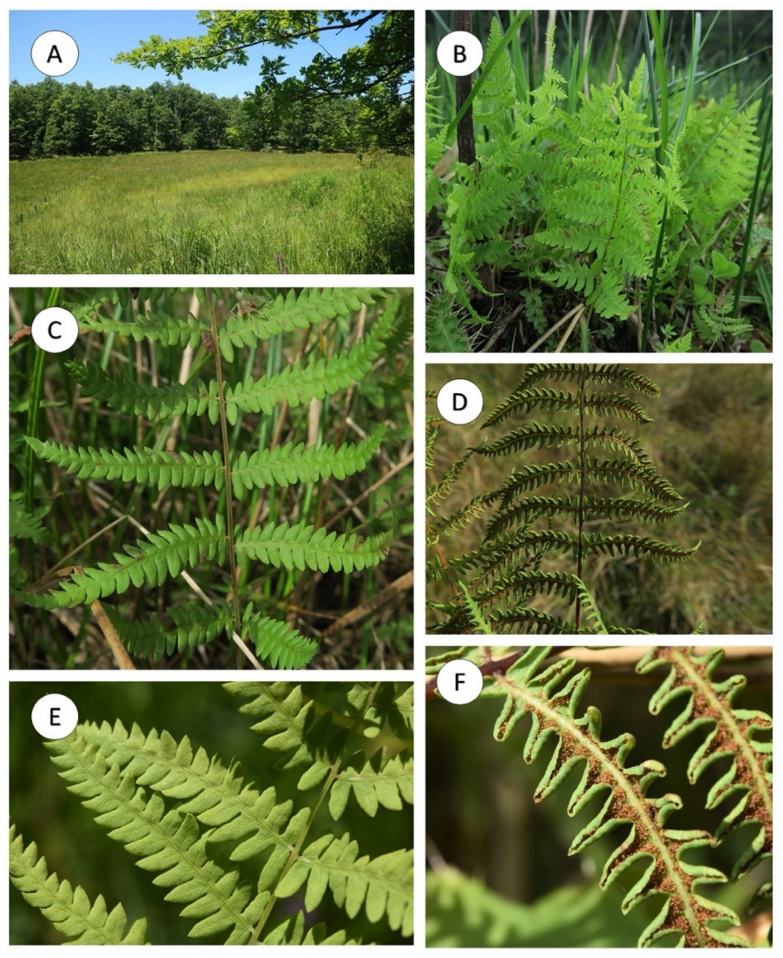 Plants 10 02448 g002