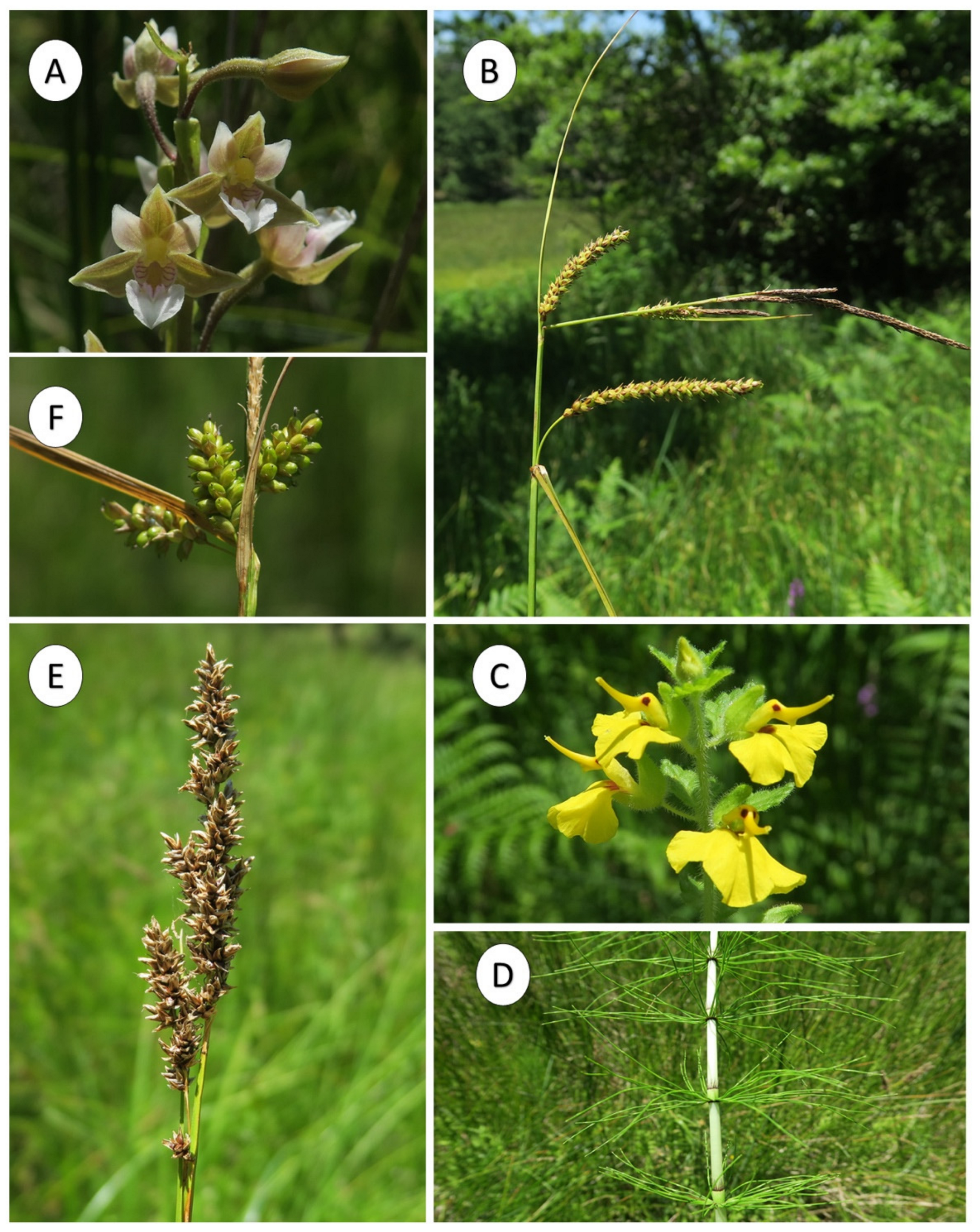 Plants 10 02448 g006