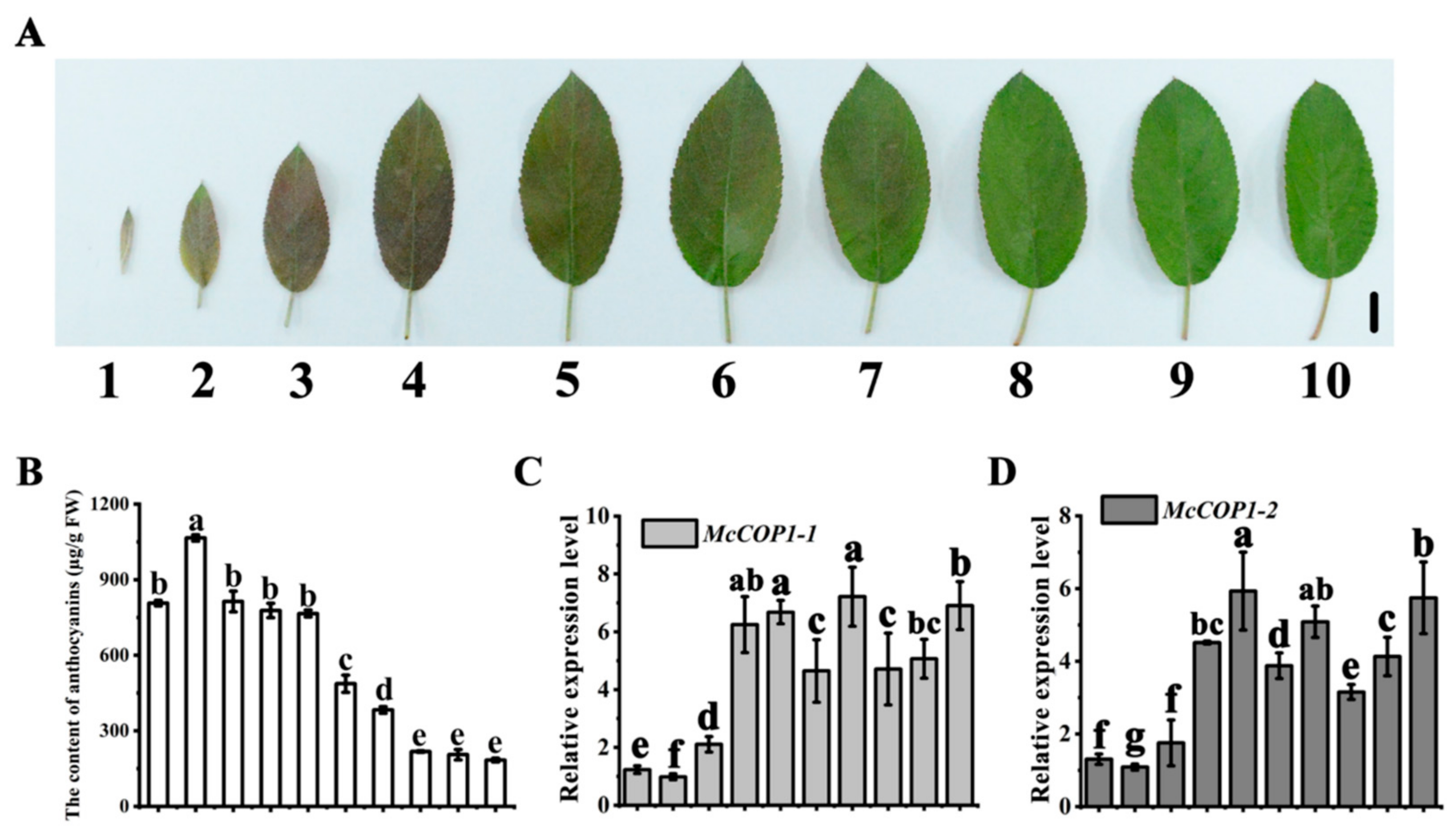 Plants 10 02466 g001