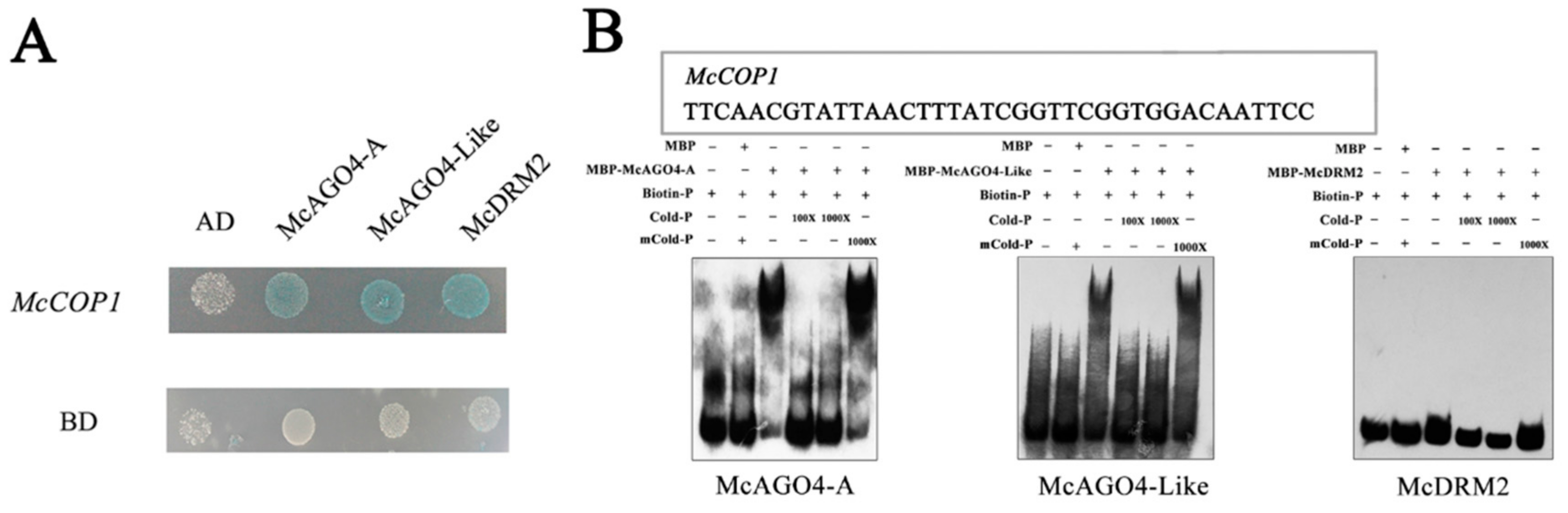 Plants 10 02466 g004