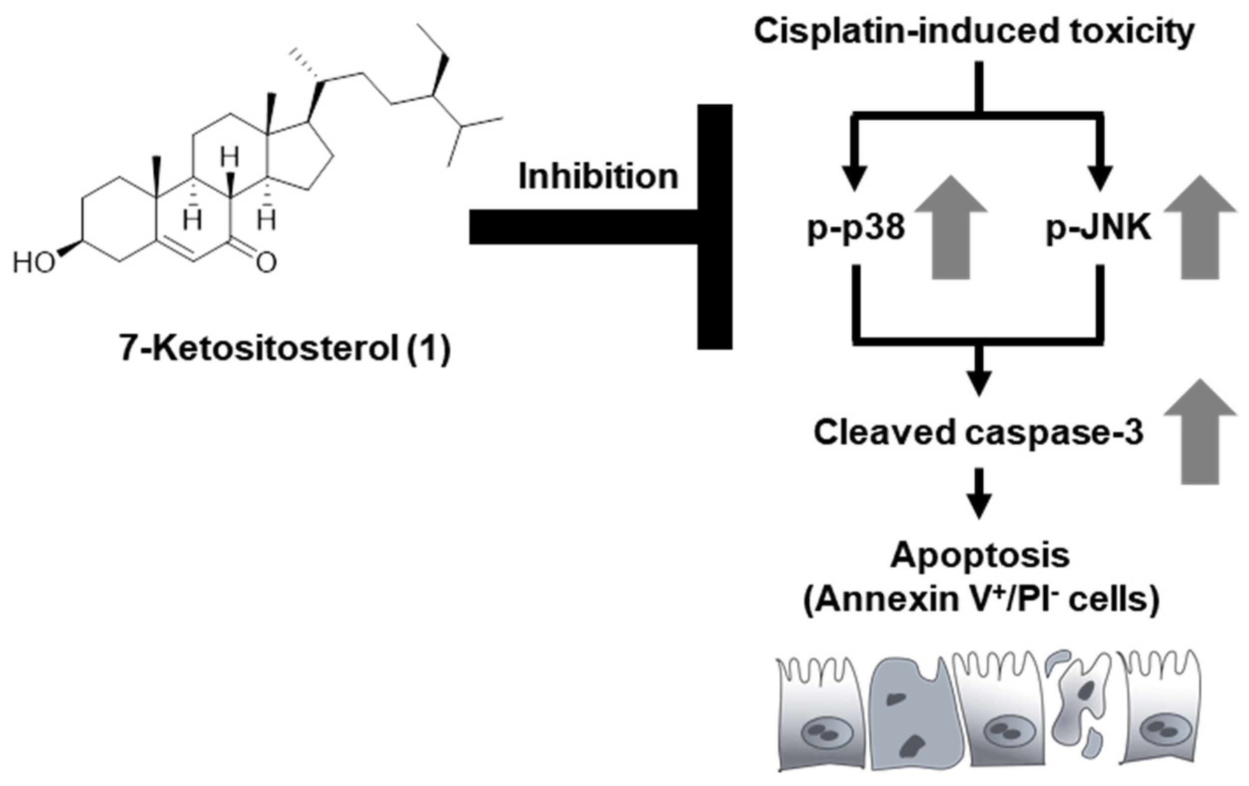 Plants 10 02481 g005